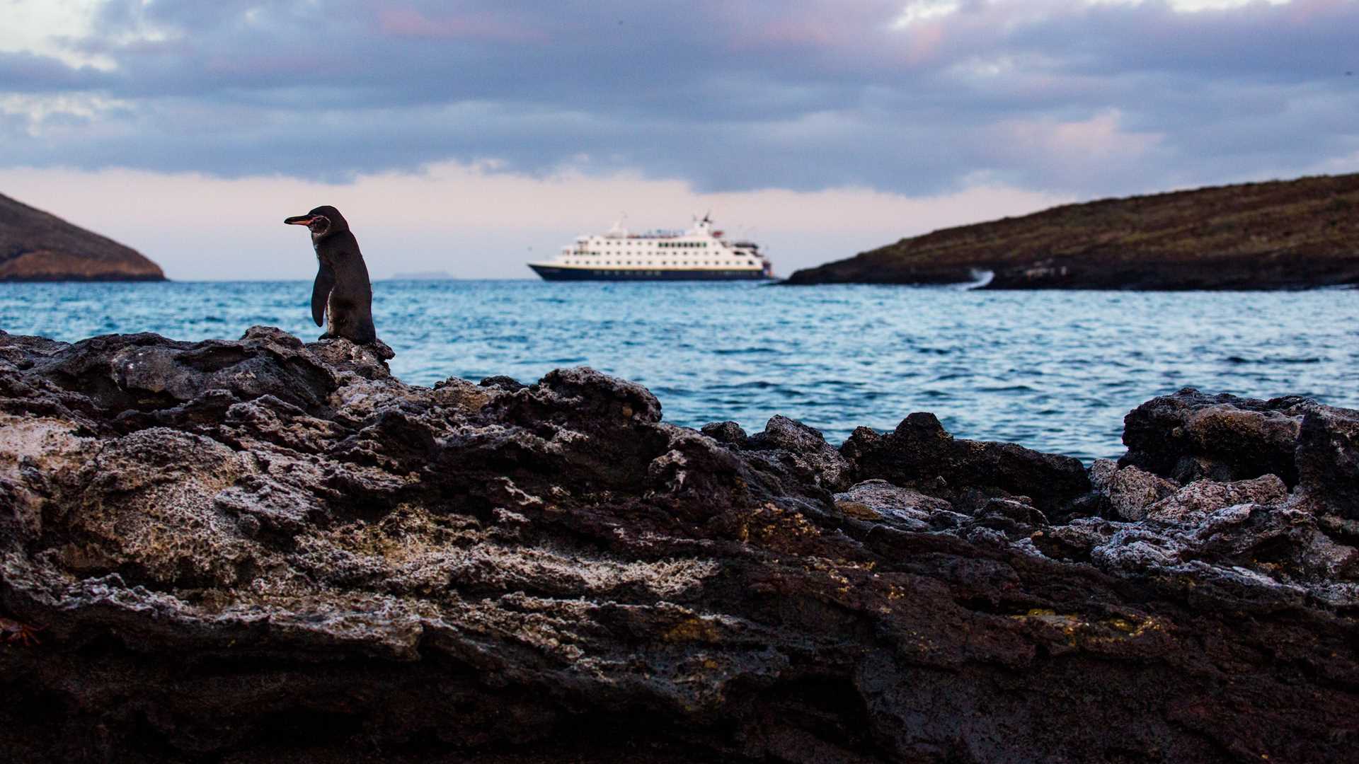A Galápagos penguin stands on rocks with the ship National Geographic Endeavour II in the distance.