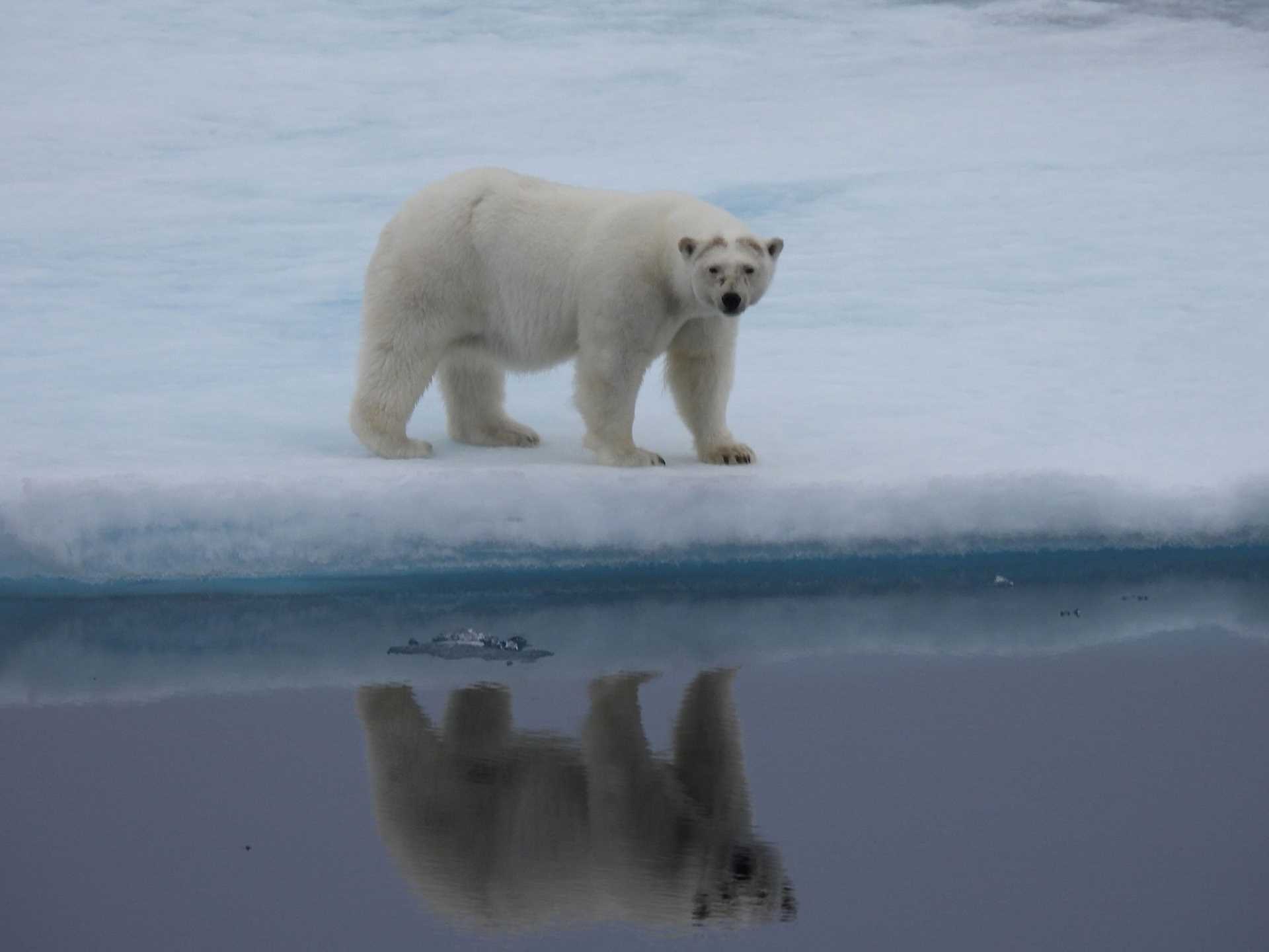 polar bear reflected in water