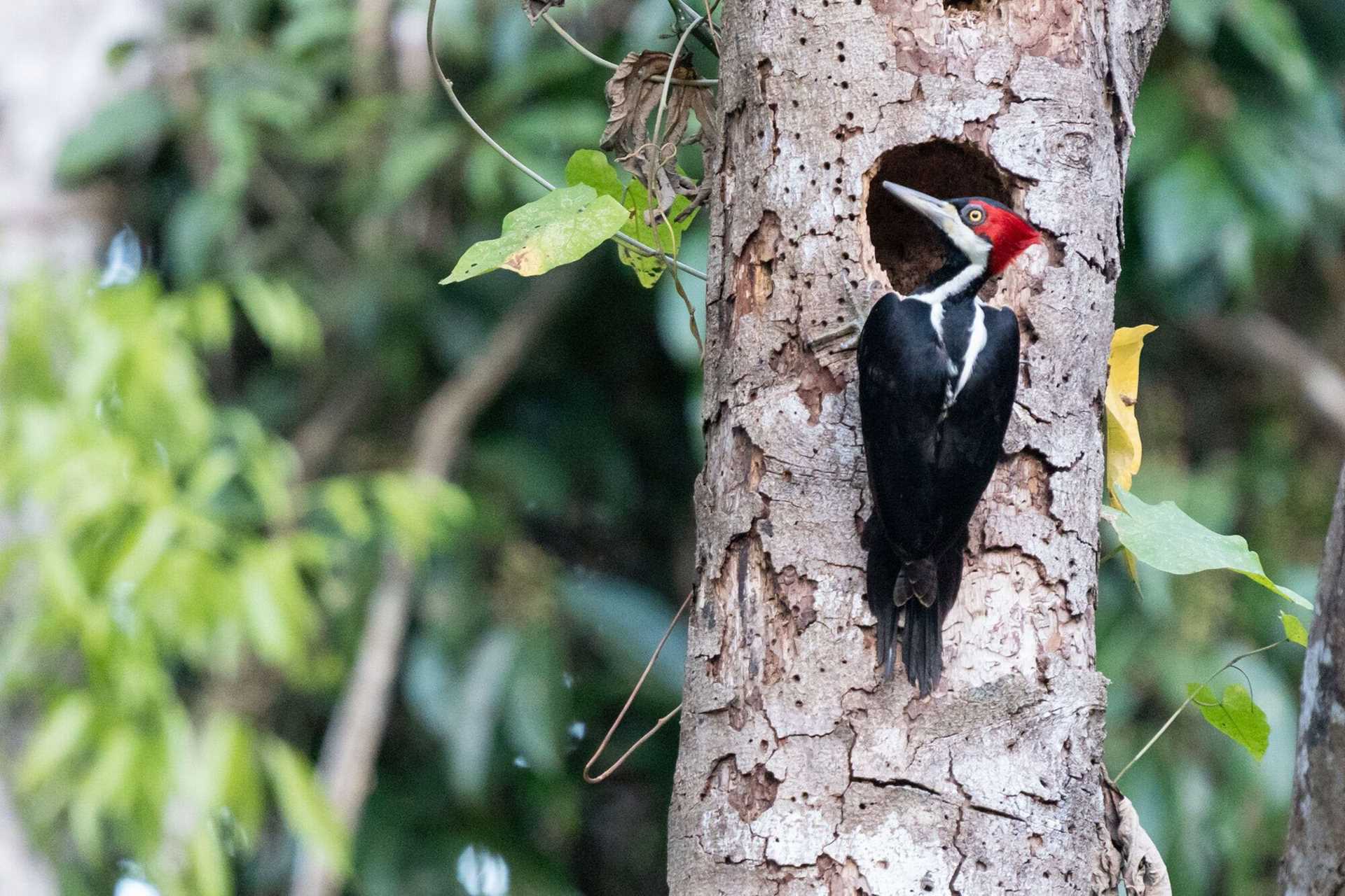 crimson-crested woodpecker