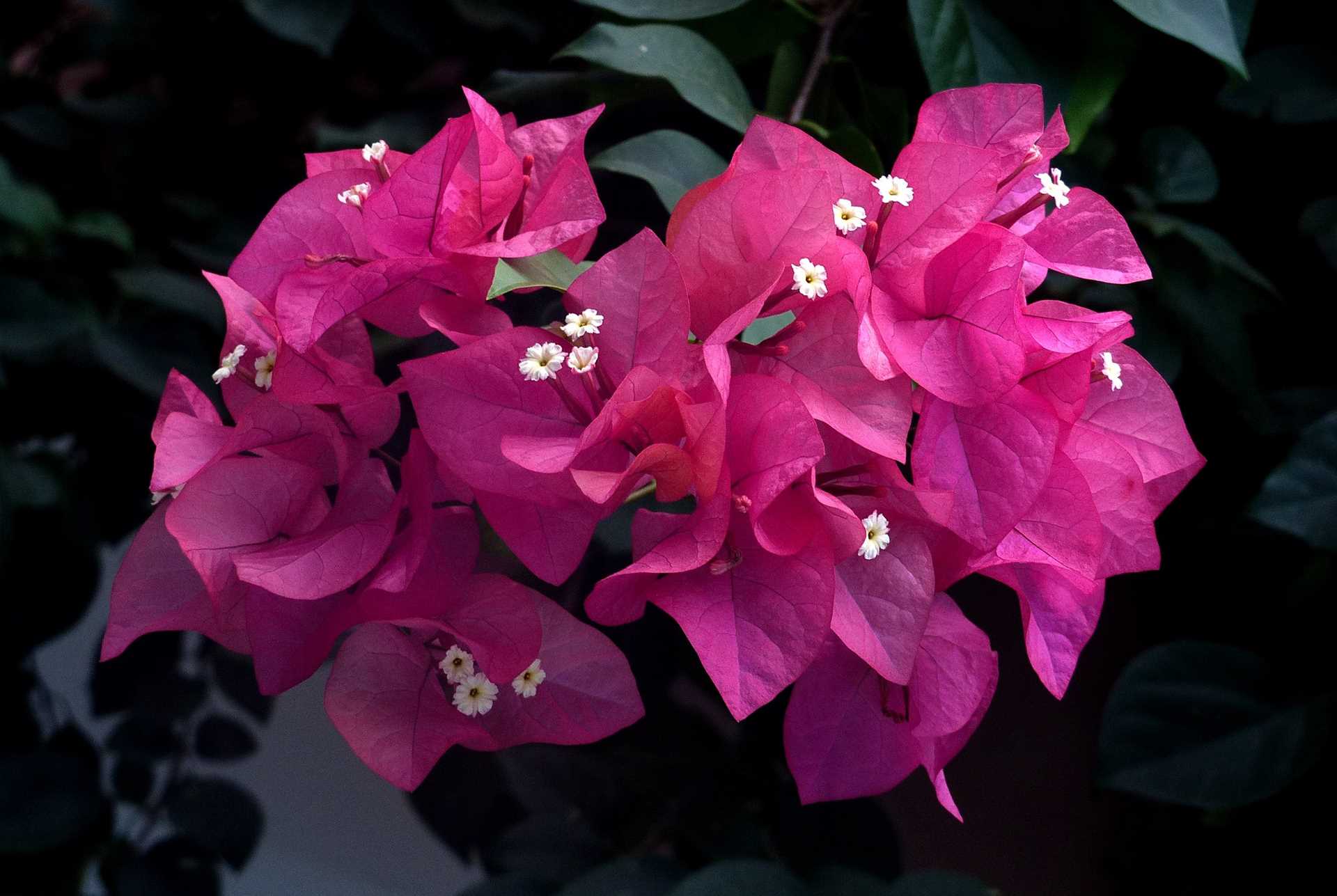 Bougainvillea