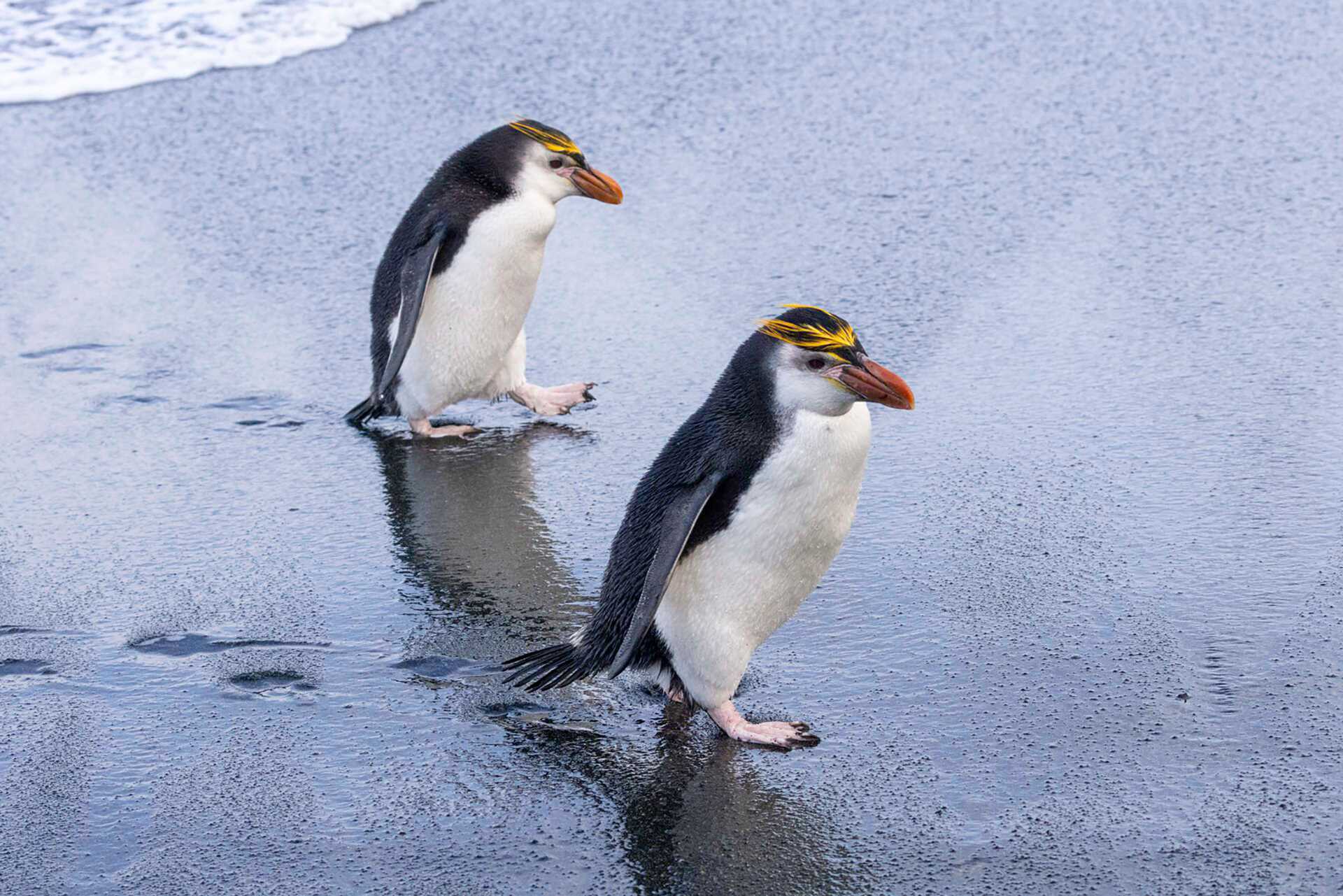 two royal penguins walk on a beach