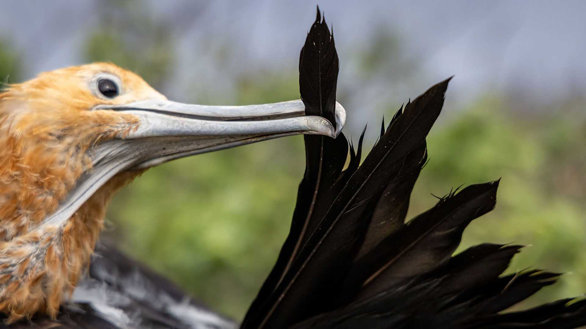 frigatebird