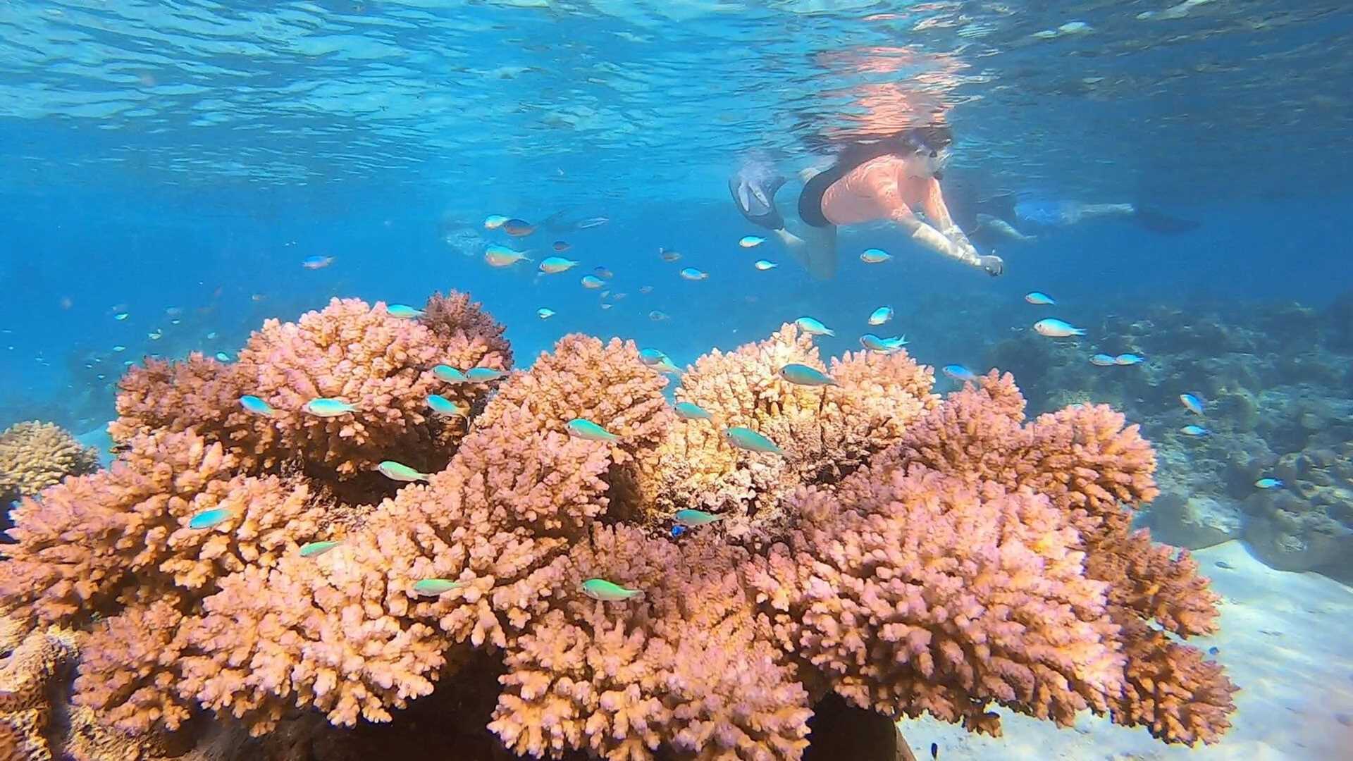 a snorkeler looks at orange coral