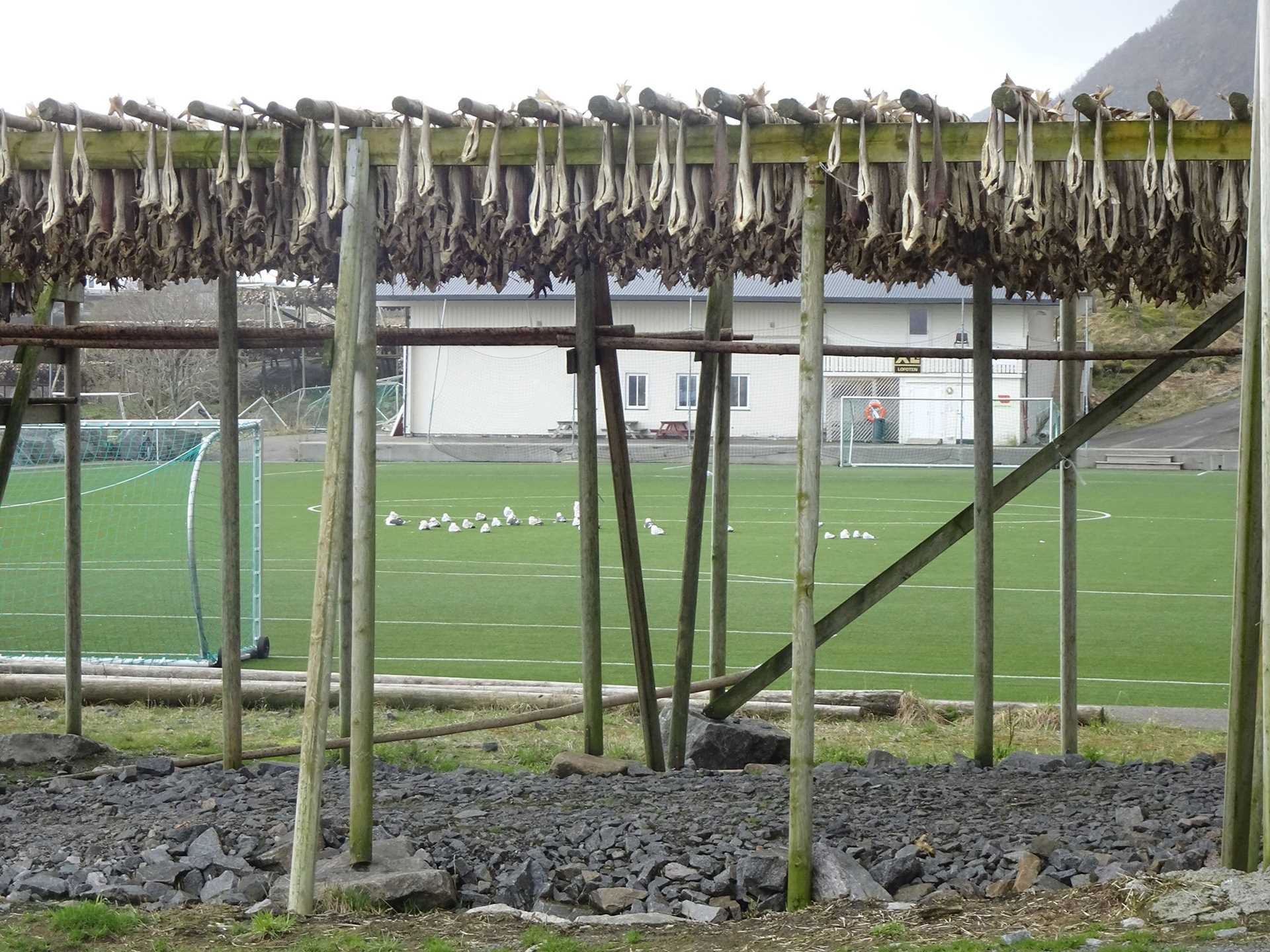birds resting on a soccer field