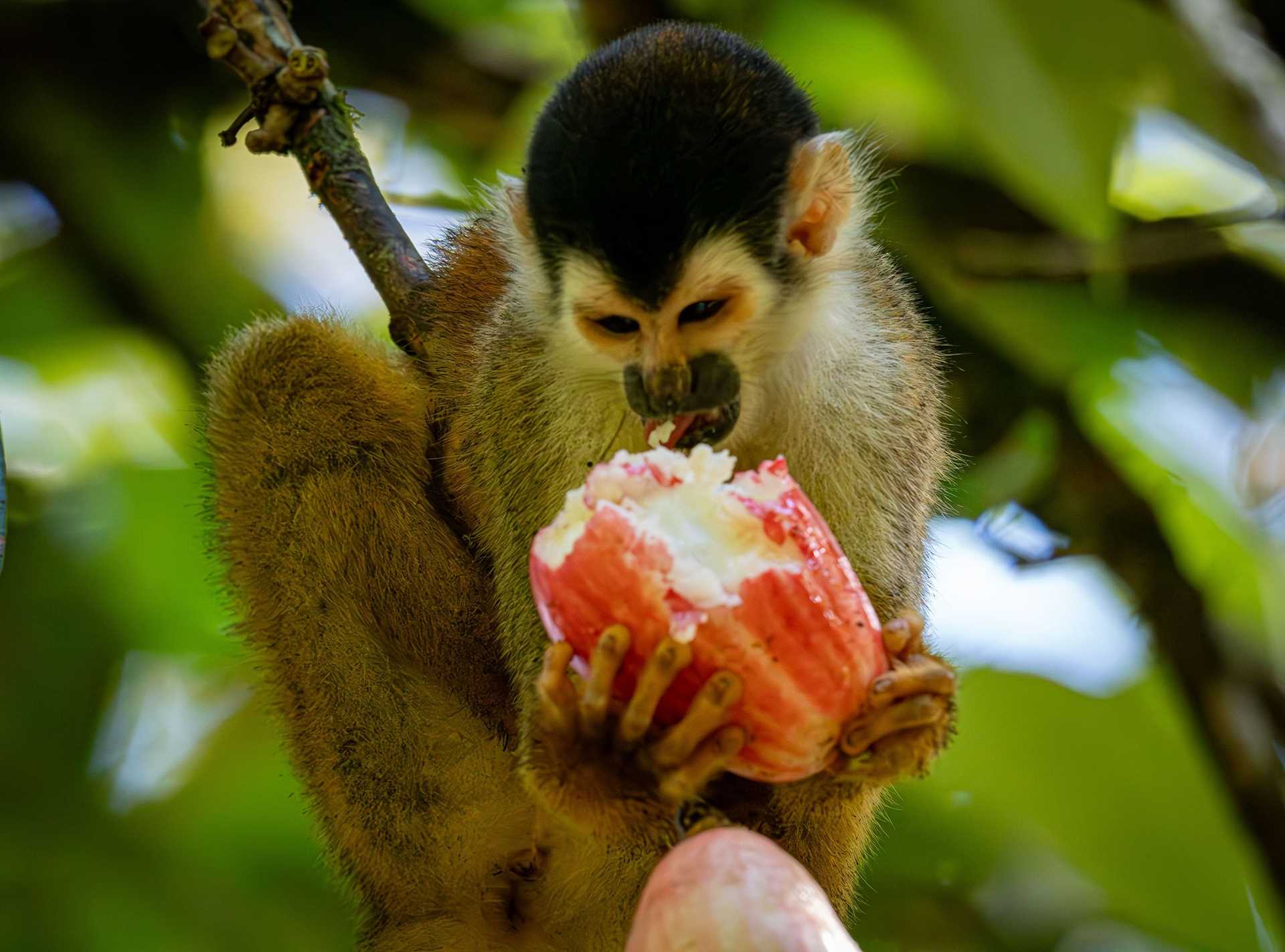 squirrel monkey