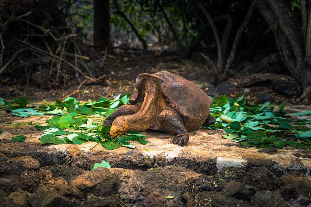 Super Diego among the leaves.jpg