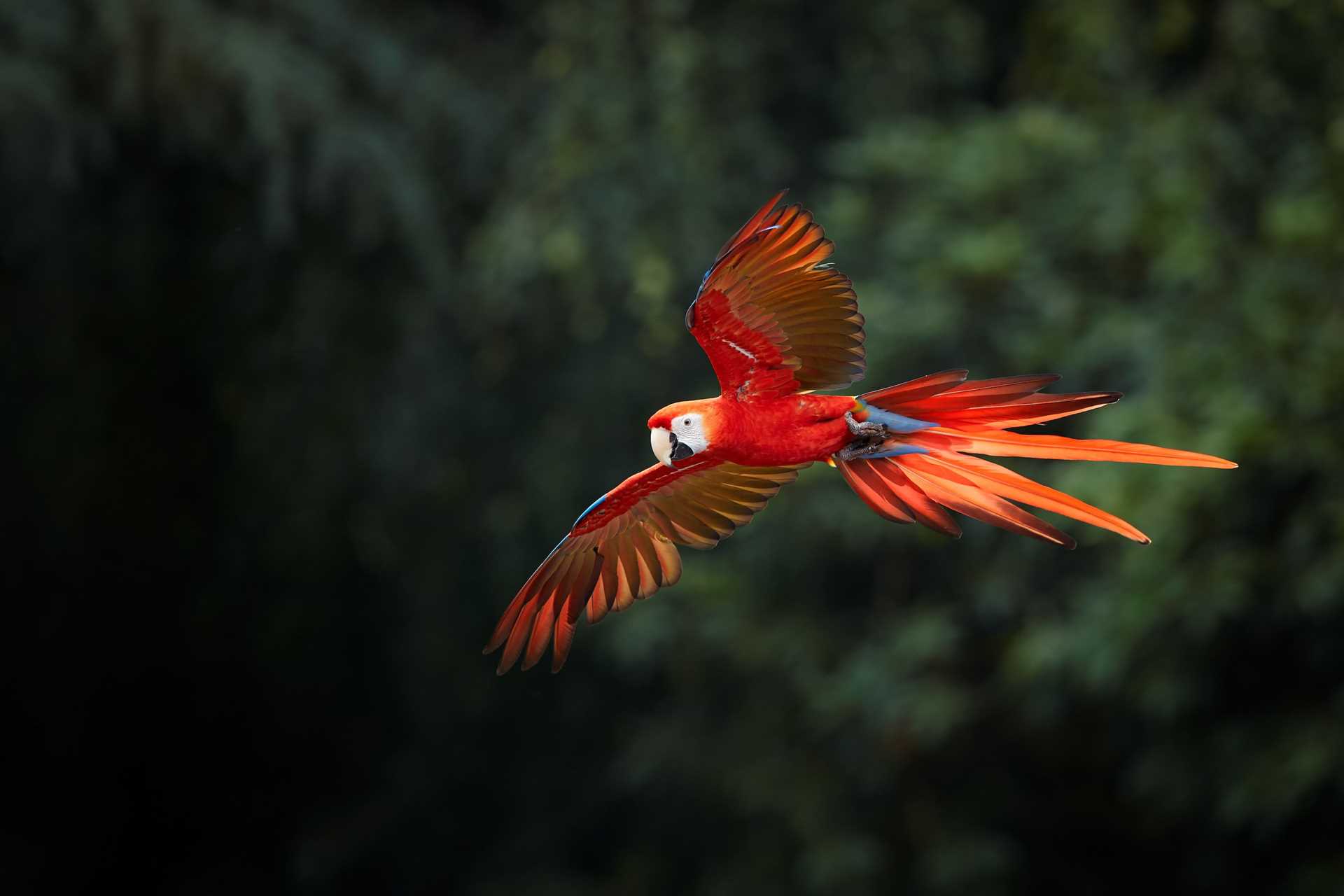 Scarlet Macaw soars through the Amazon.jpg