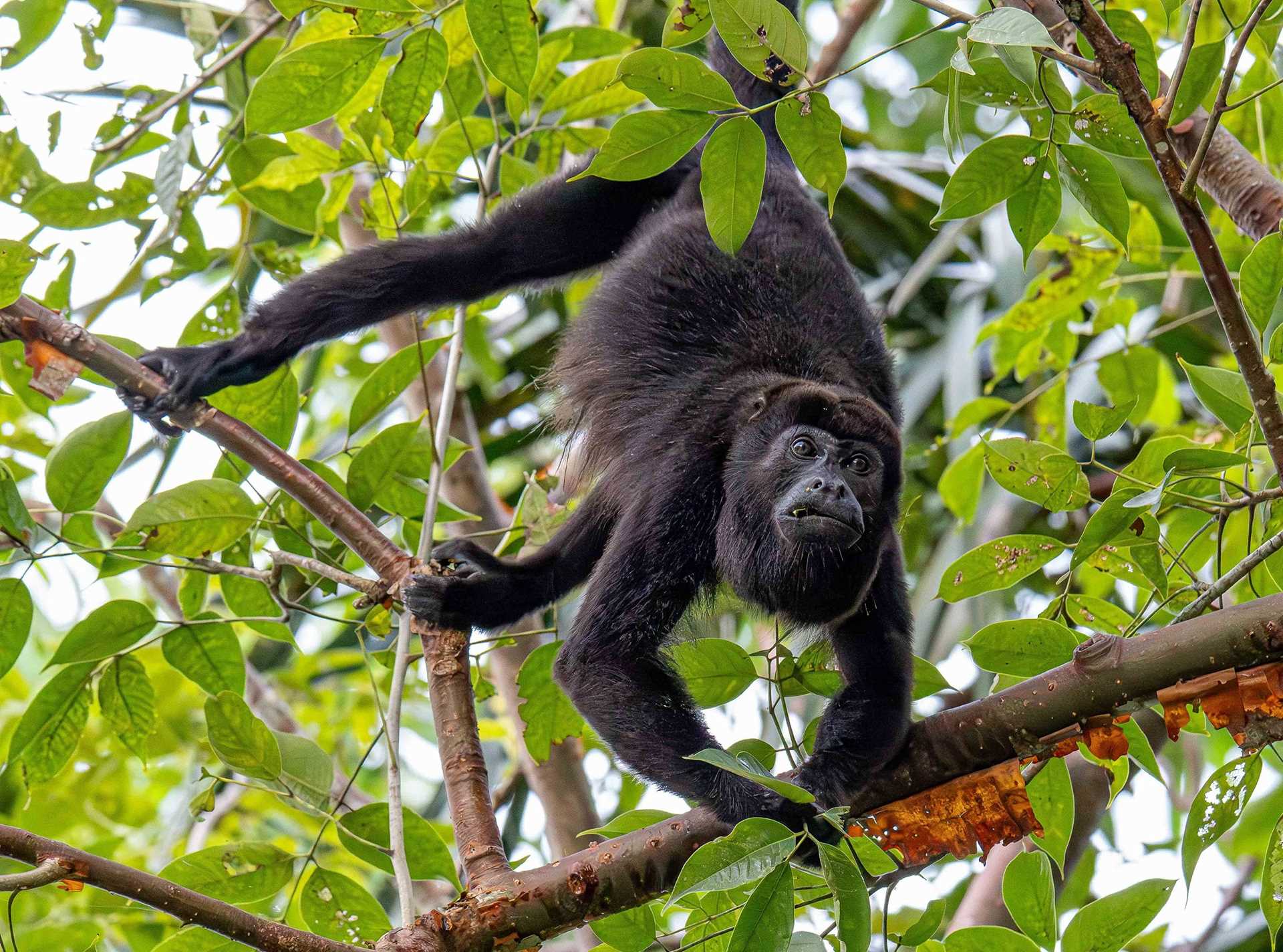 howler monkey in a tree