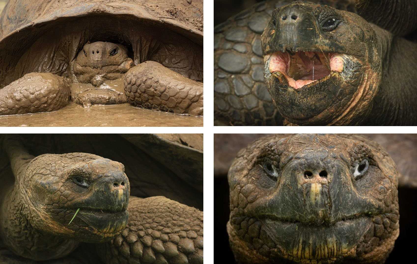 four galapagos tortoise photos