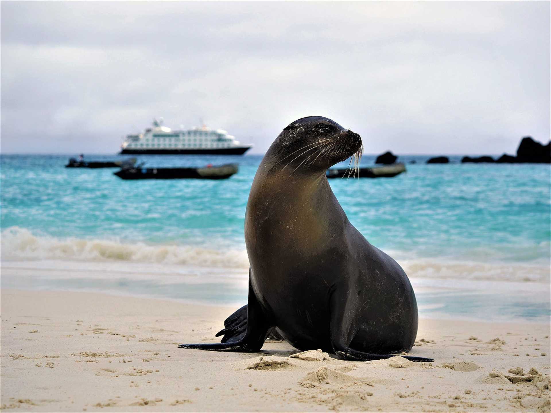 sea lion on a beach
