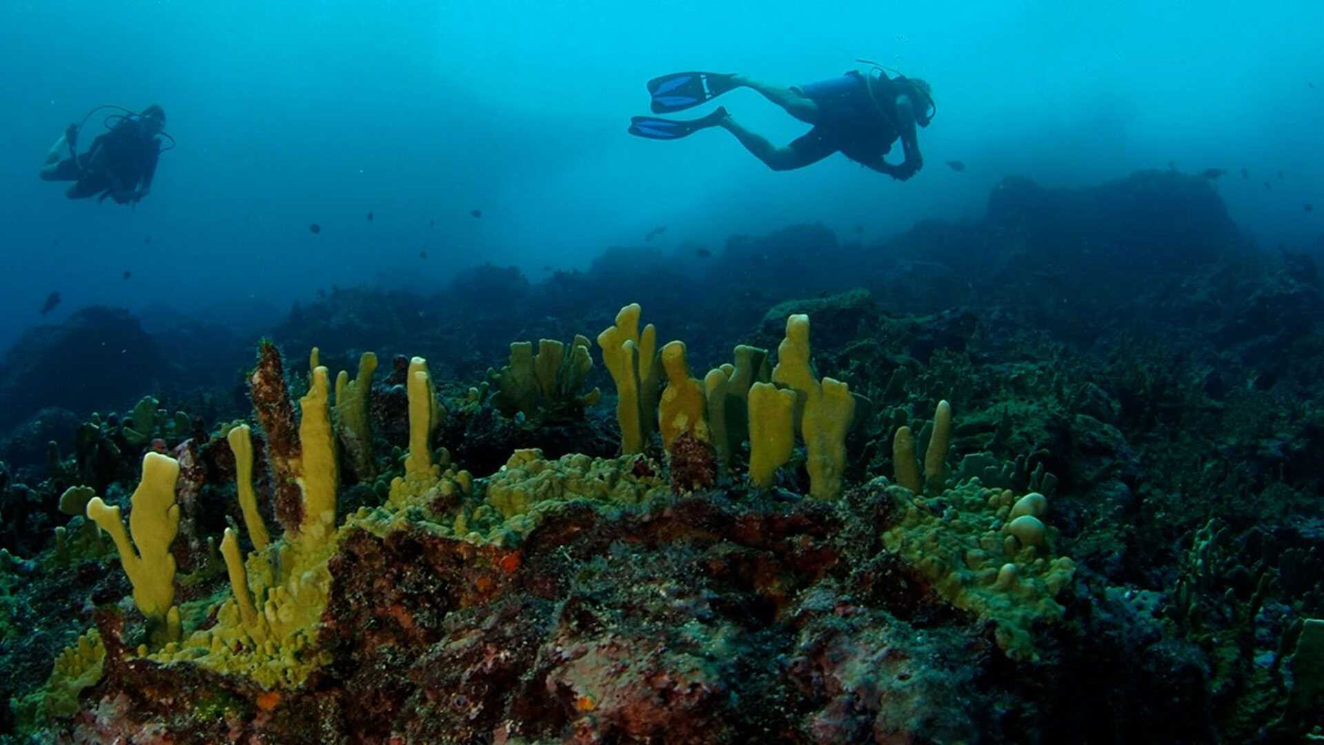 diver next to colorful coral