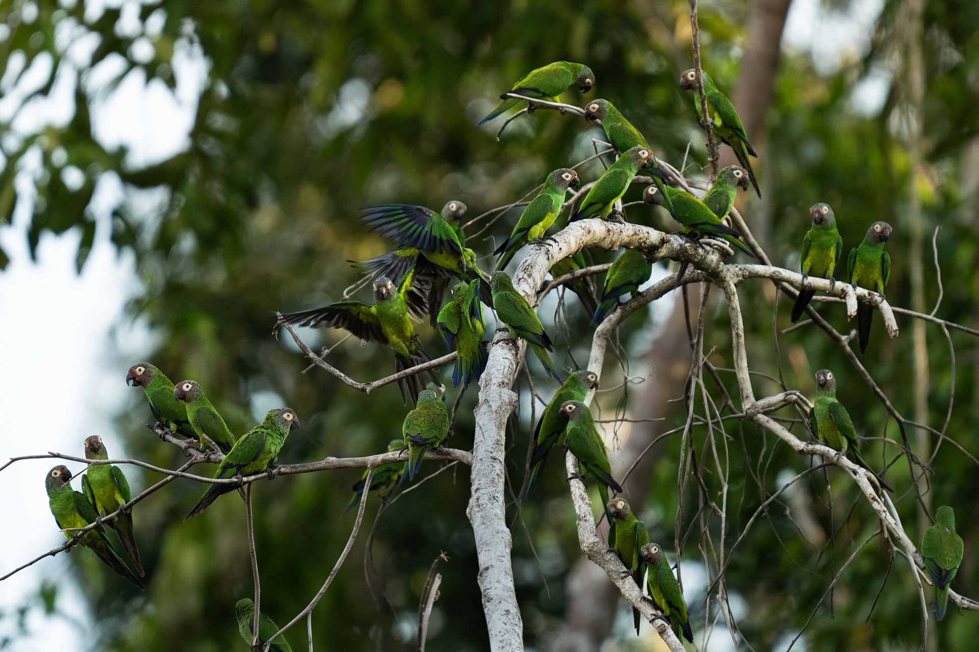 parakeets