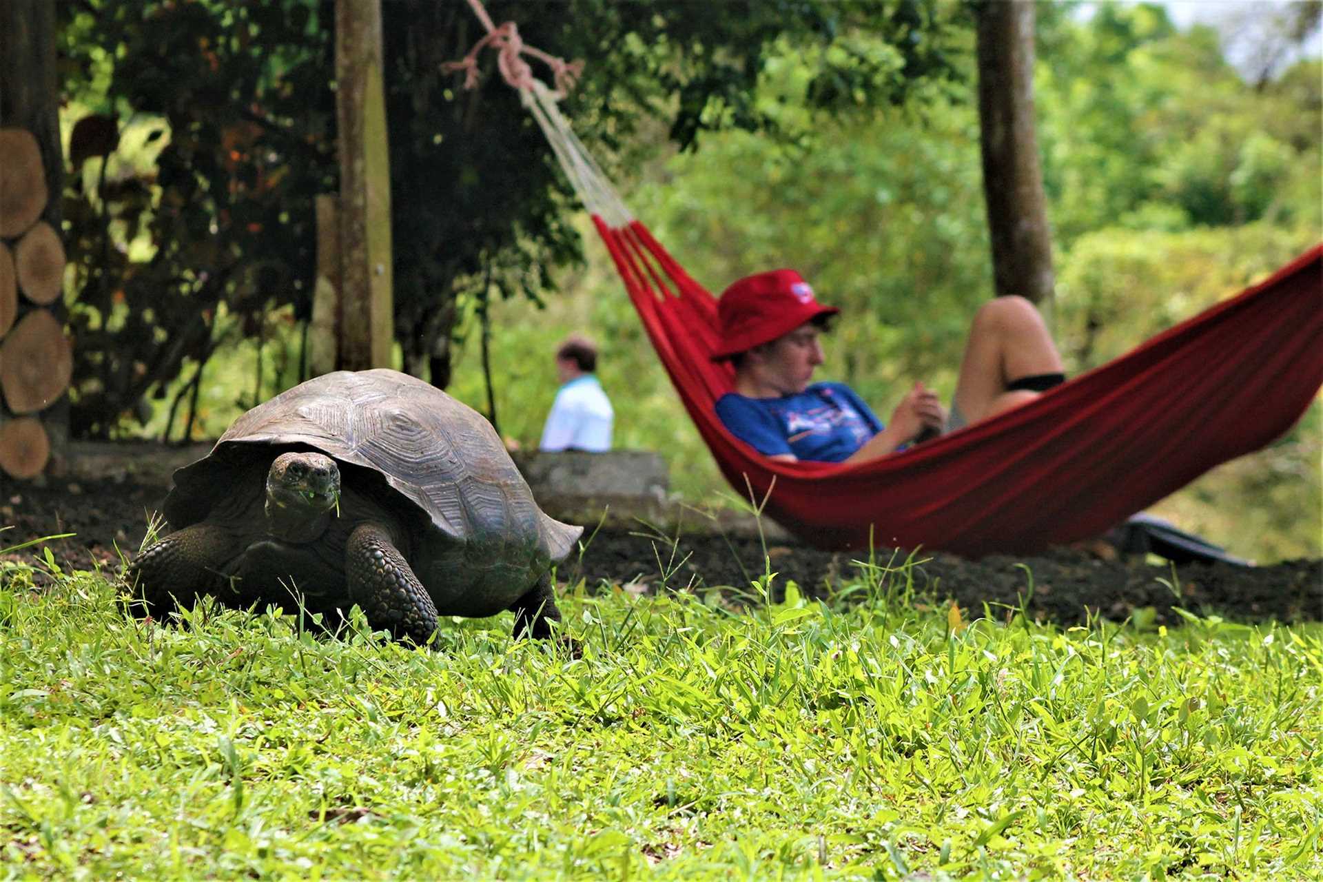 kid rests in hammock behind tortoise