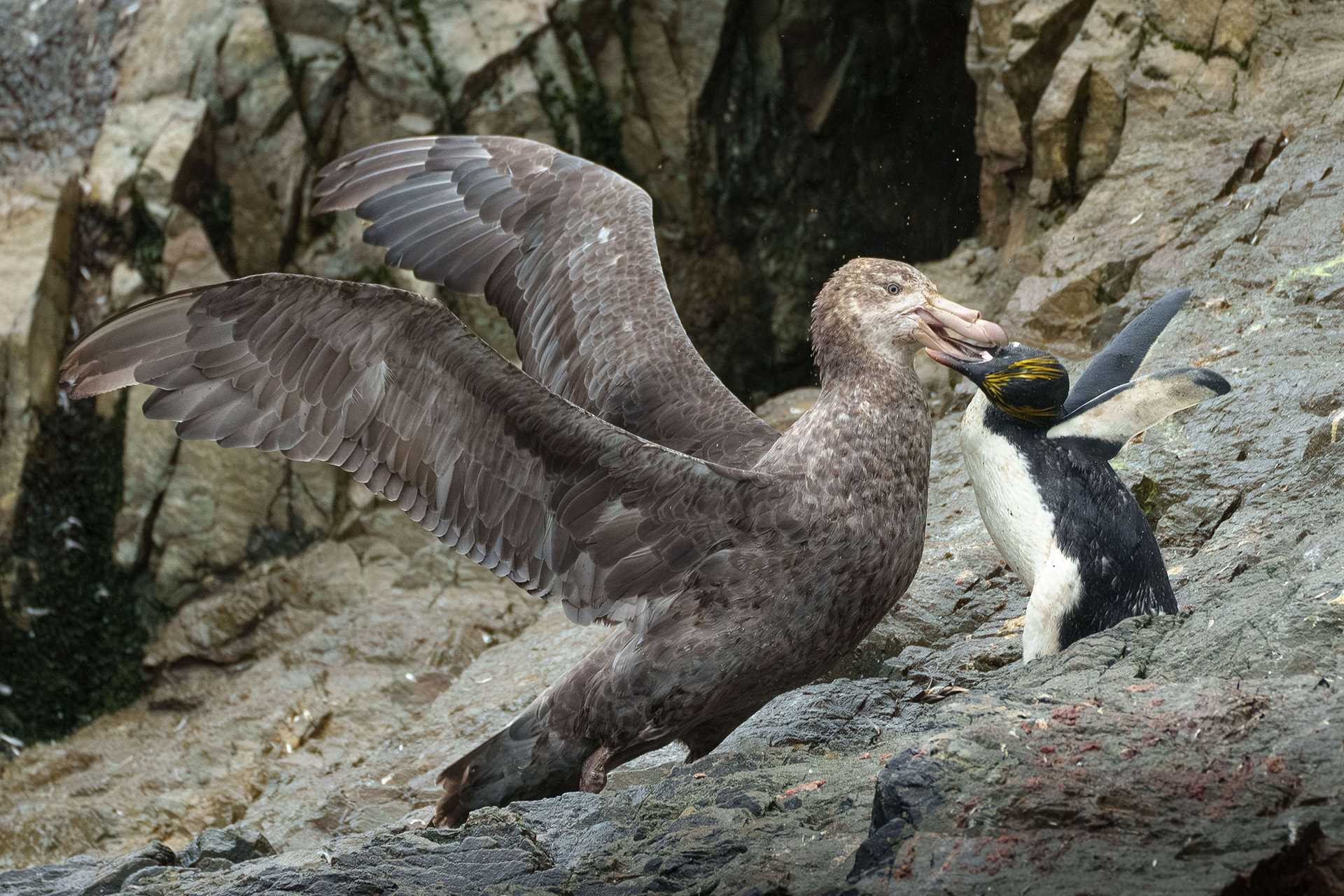 giant petrel attacking a penguin