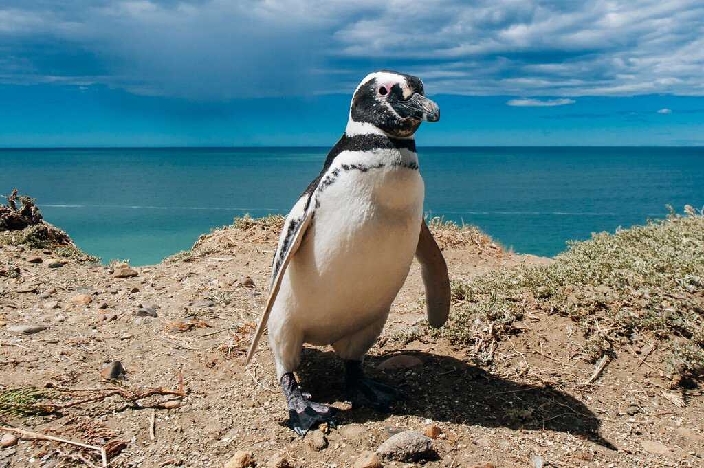 Medium RGB-Lindblad Expeditions-Argentina Patagonia shutterstock 1405611989.jpg