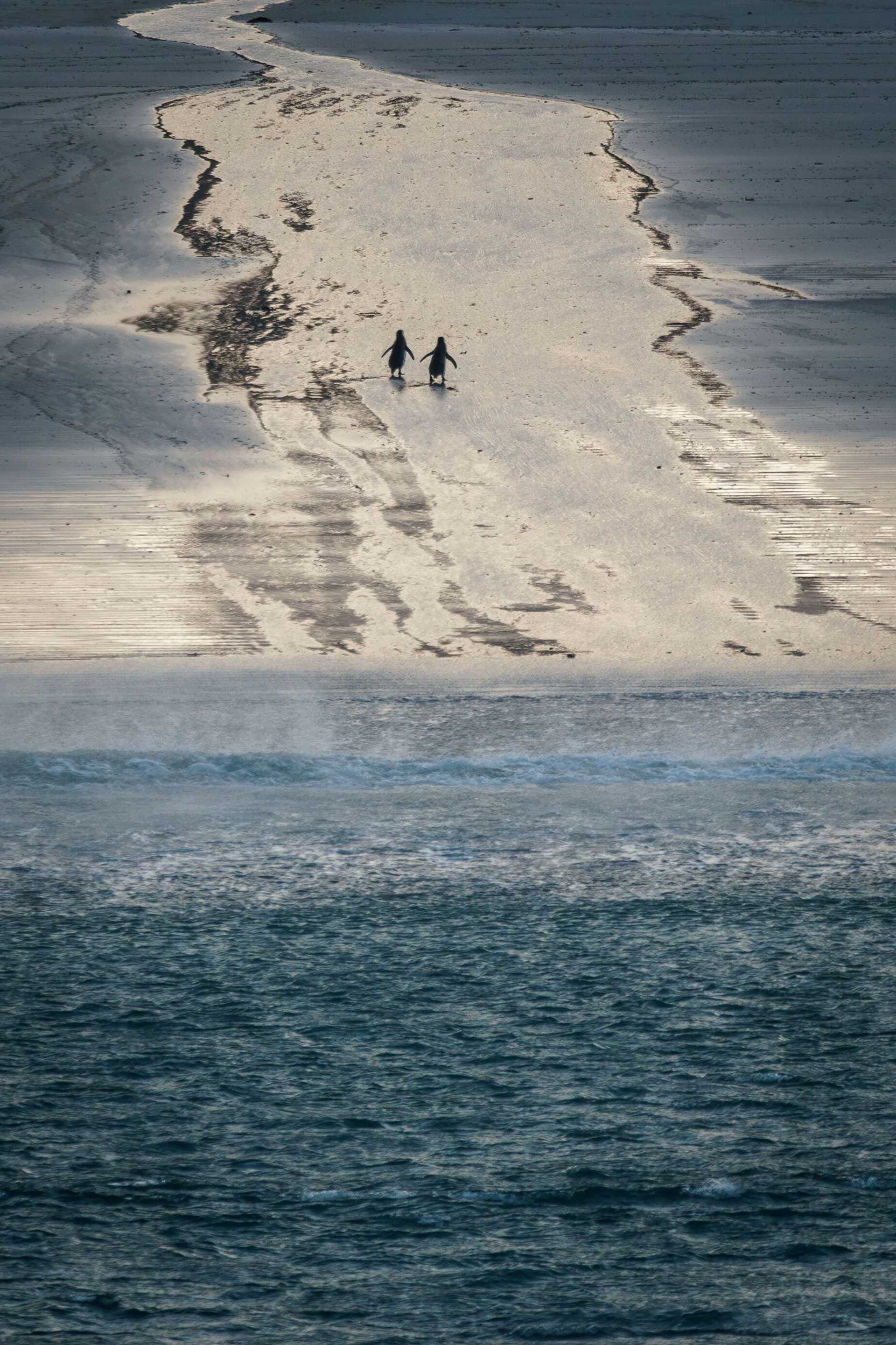 two magellanic penguins, seen from a distance on a beach