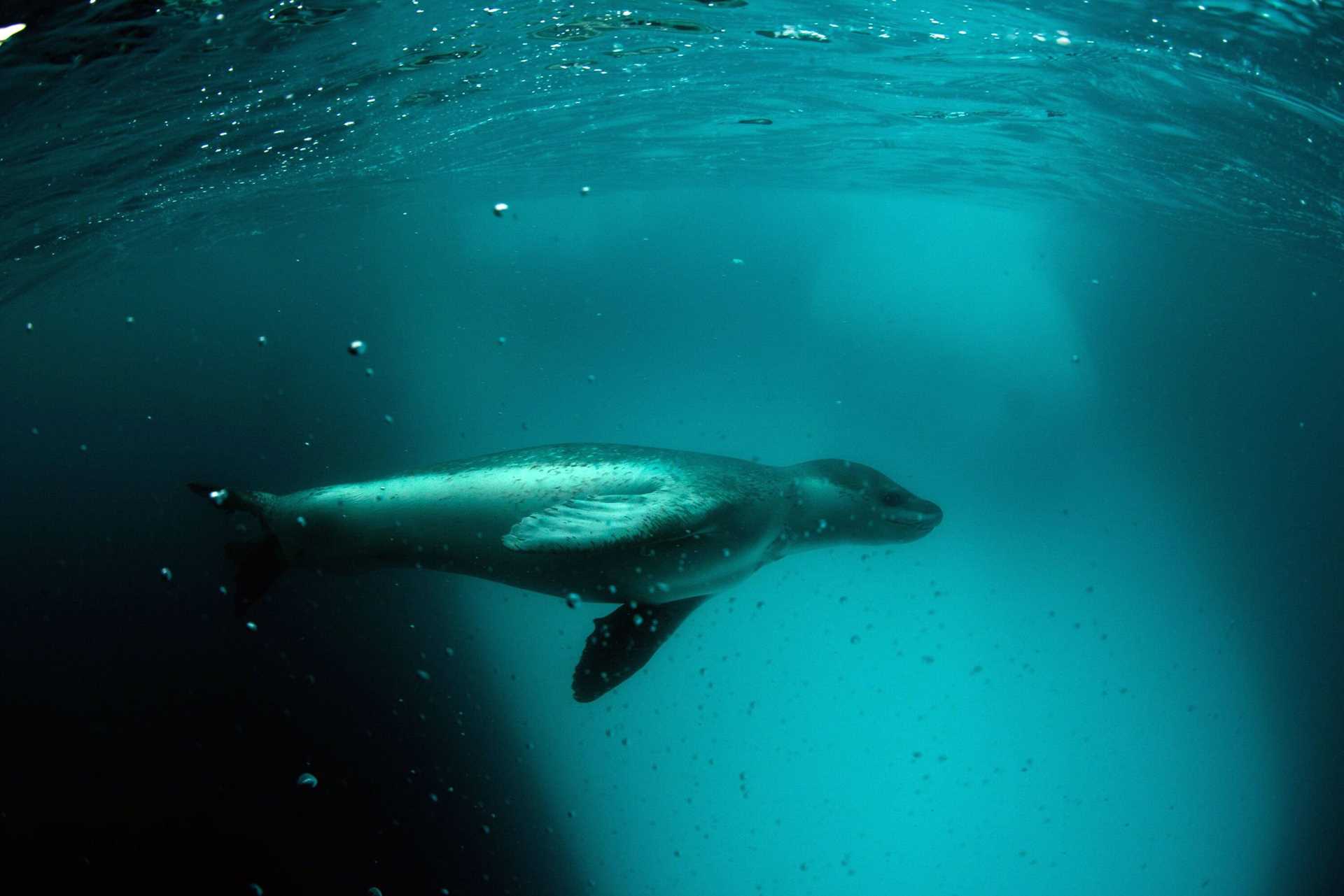 a leopard seal under water