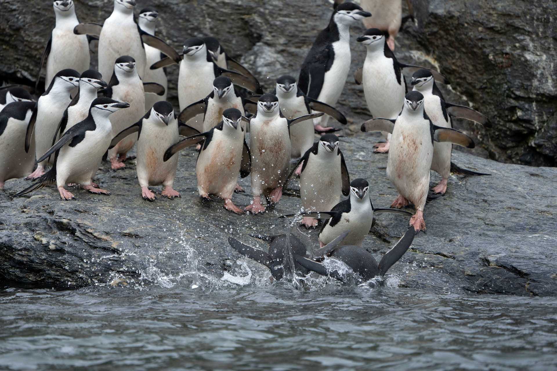 a flock of chinstrap penguins jumping into water