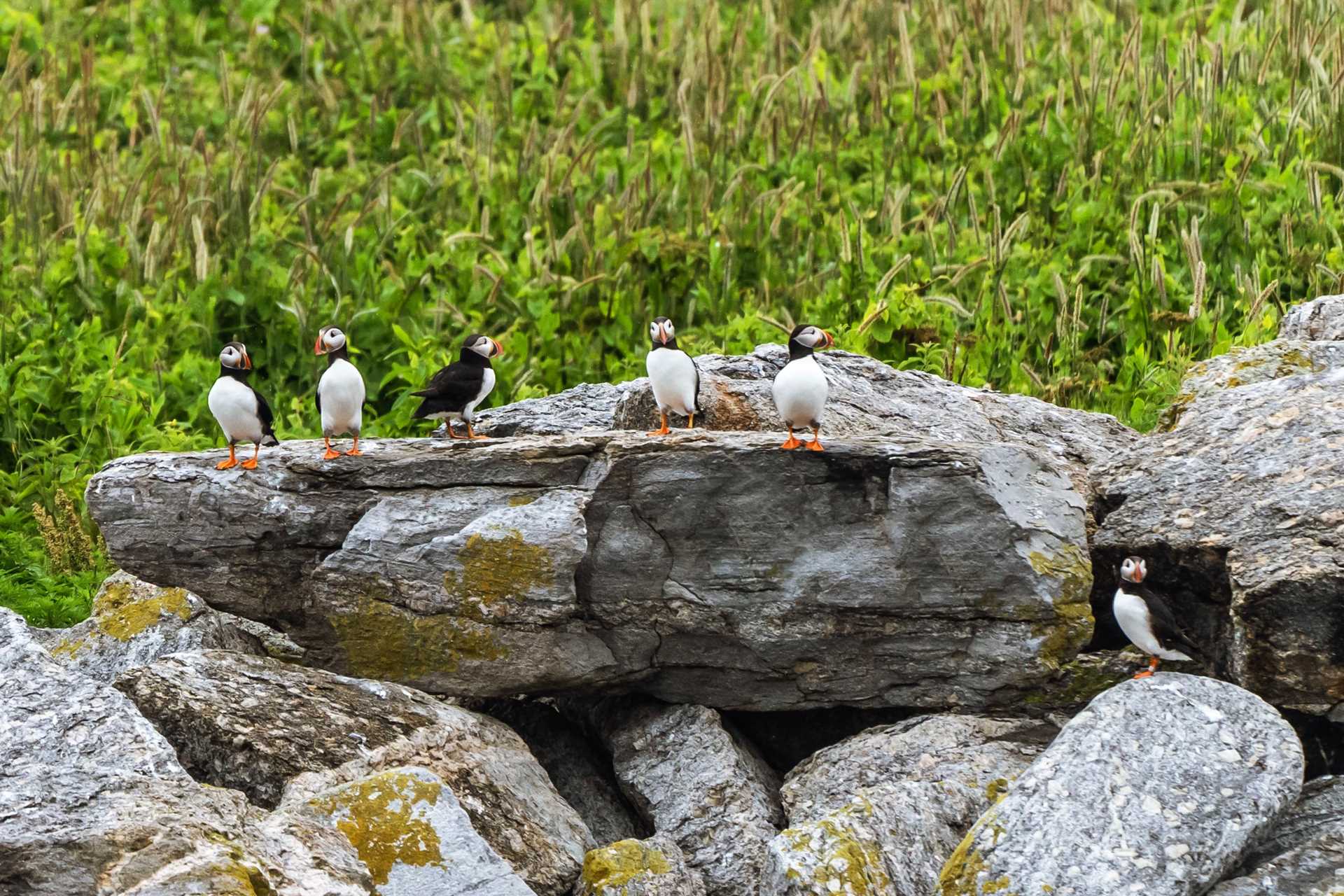 Eastern Egg Rock Maine_shutterstock_2133959479.jpg