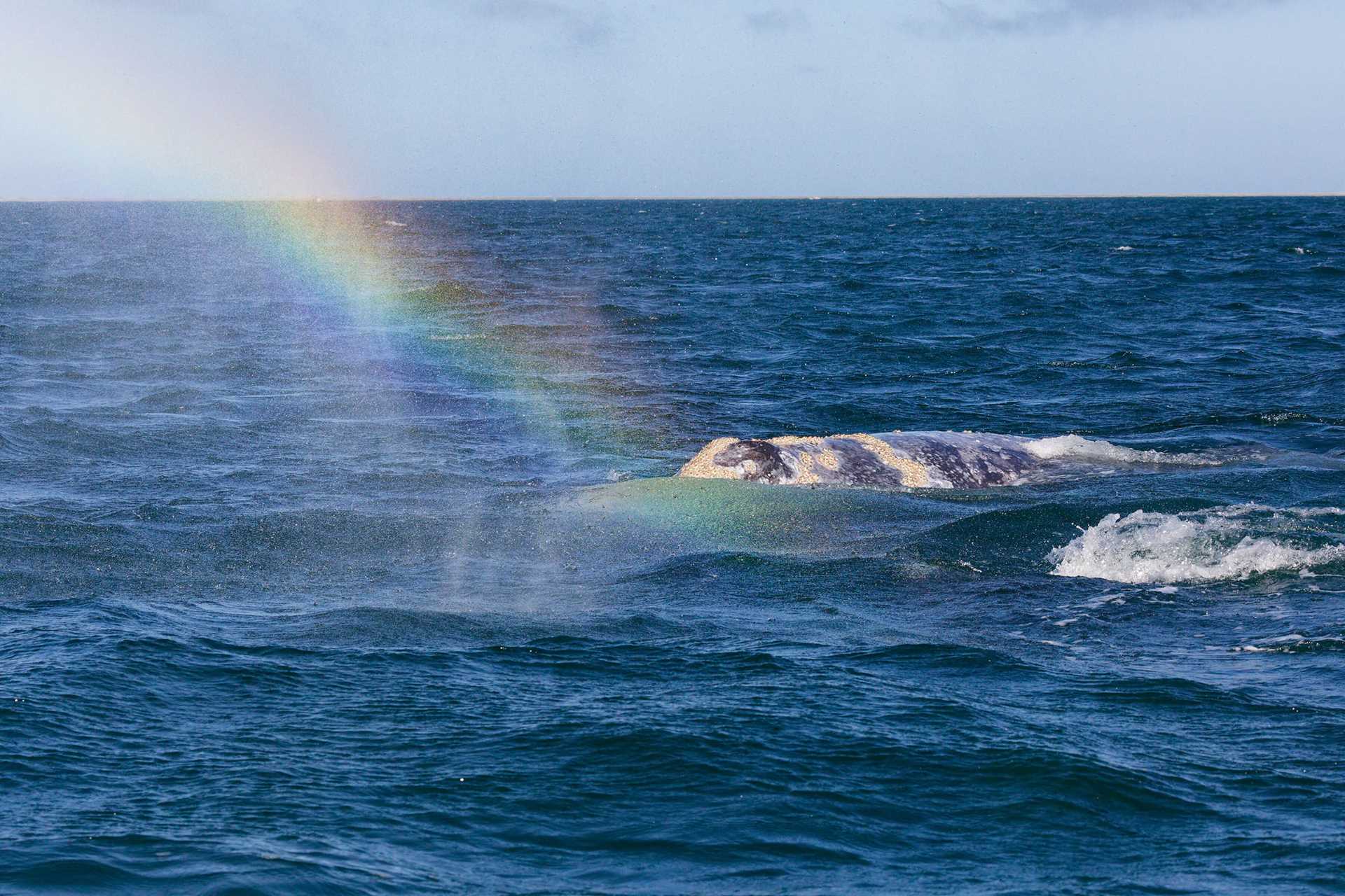 whale with rainbow