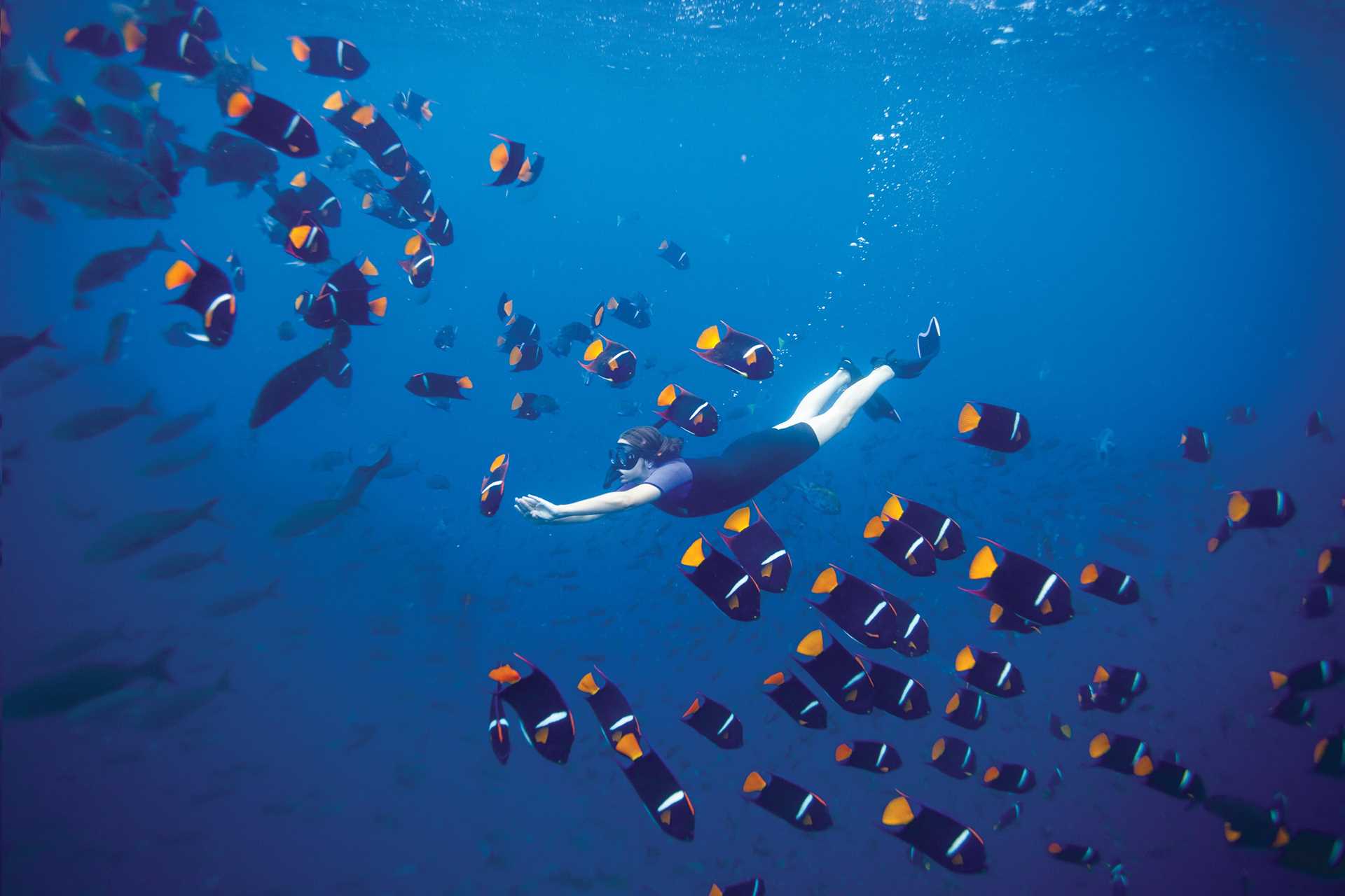 A snorkeler swims underwater through a school of fish. 