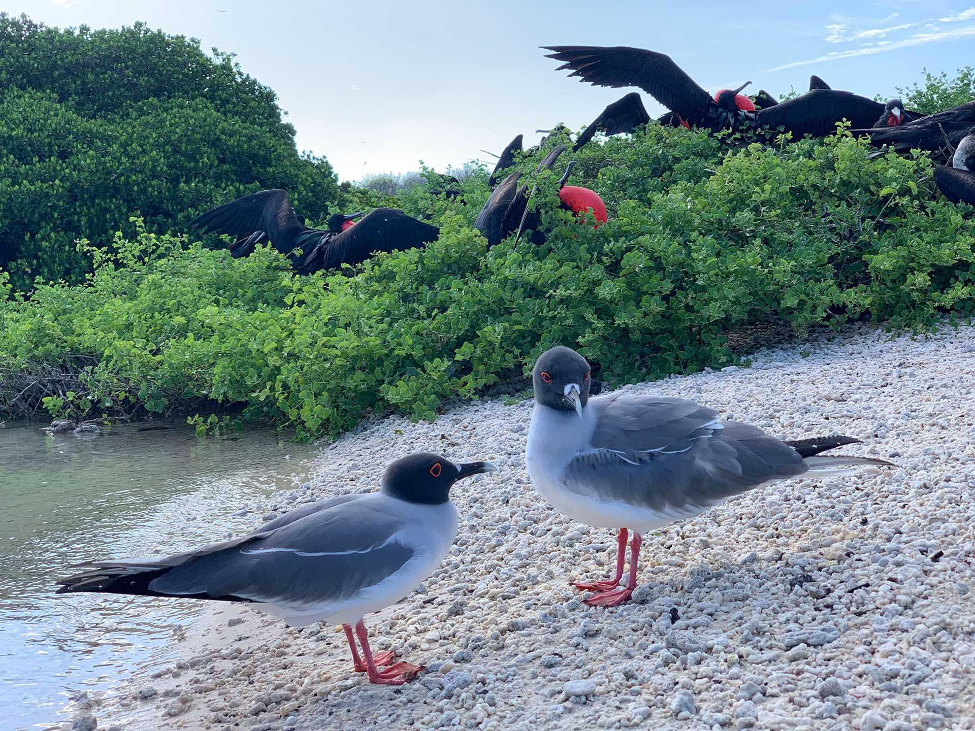 two gray and white birds on a beach with many red and black frigatebirds in the background