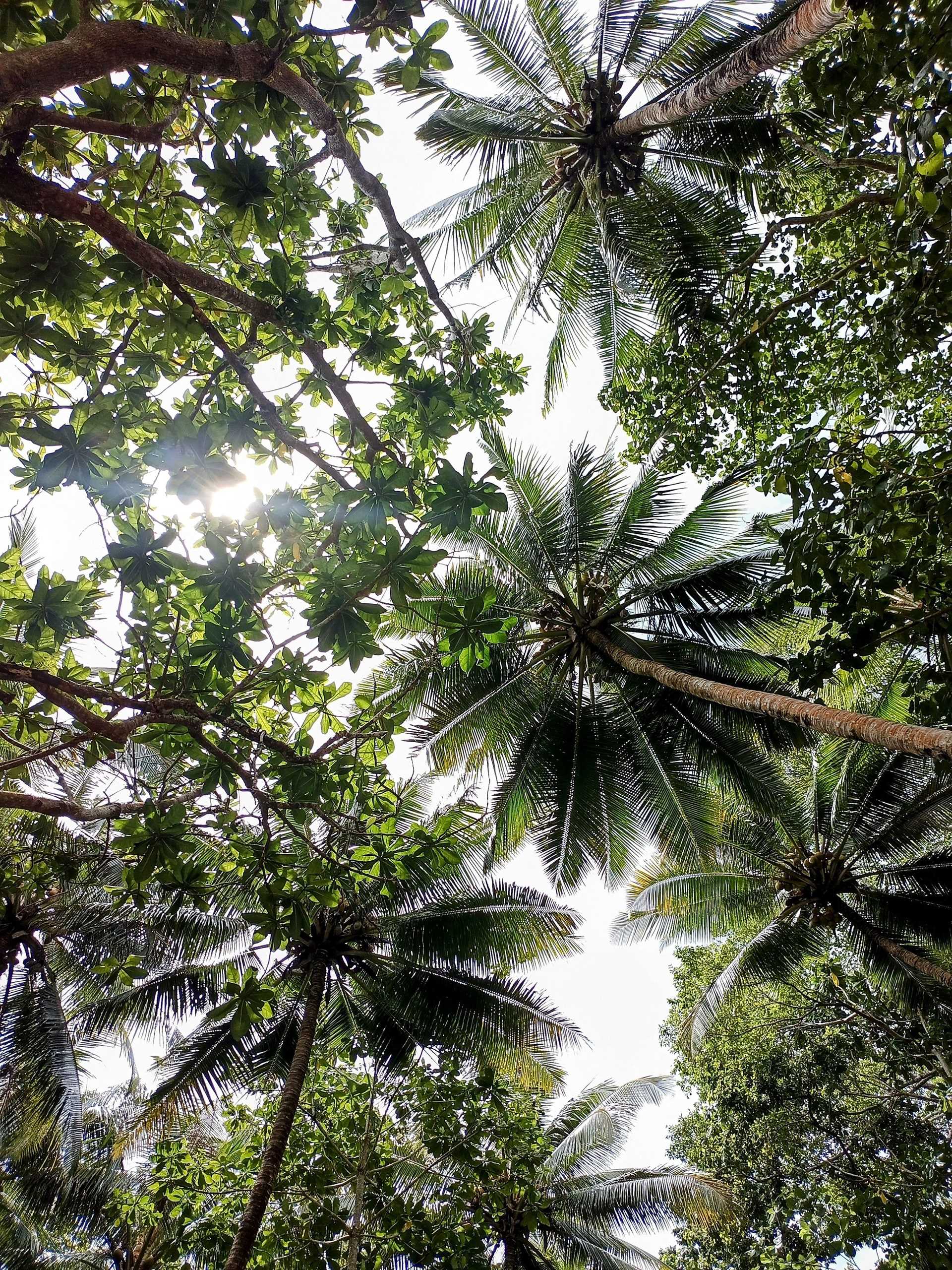 palm trees and other greenery against a sky