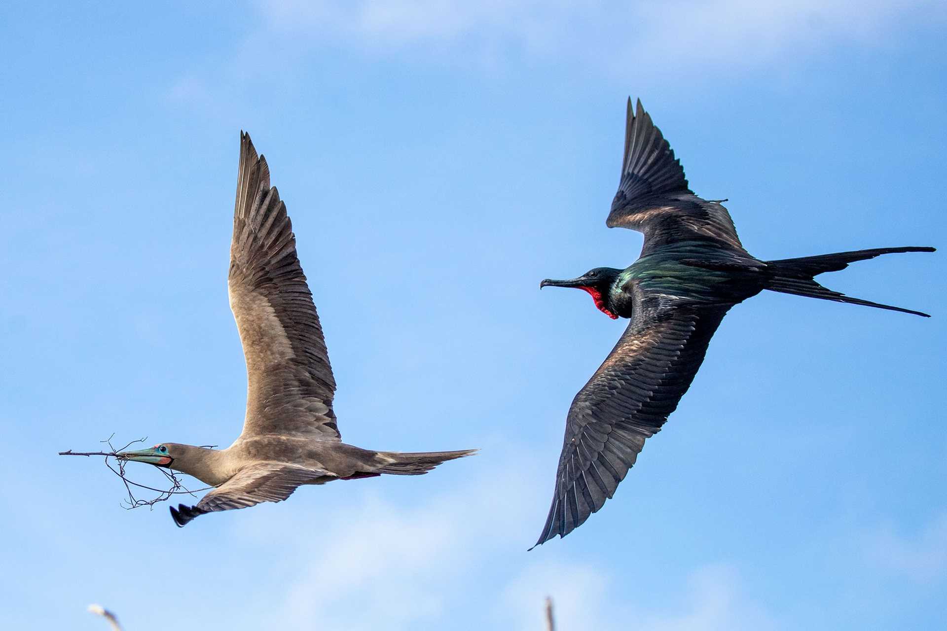 frigatebird and booby in flight