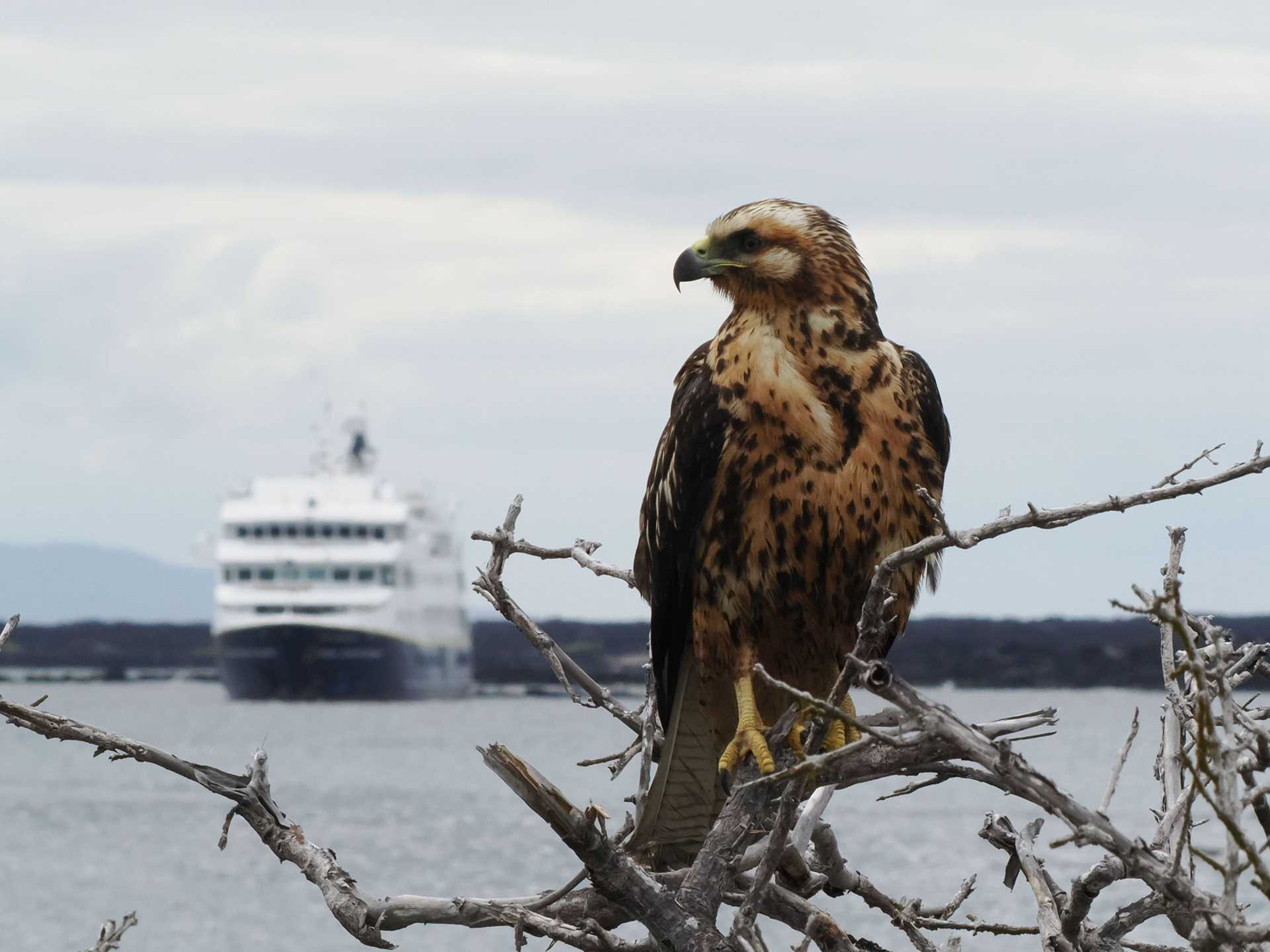 galapagos hawk with ship in background