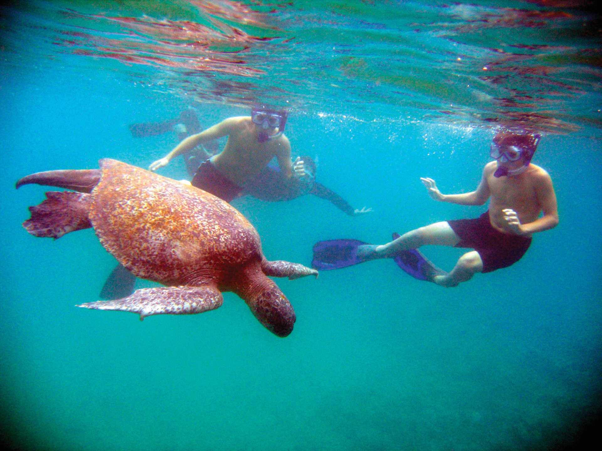 Two young boys spot a Galápagos sea turtle while snorkeling.