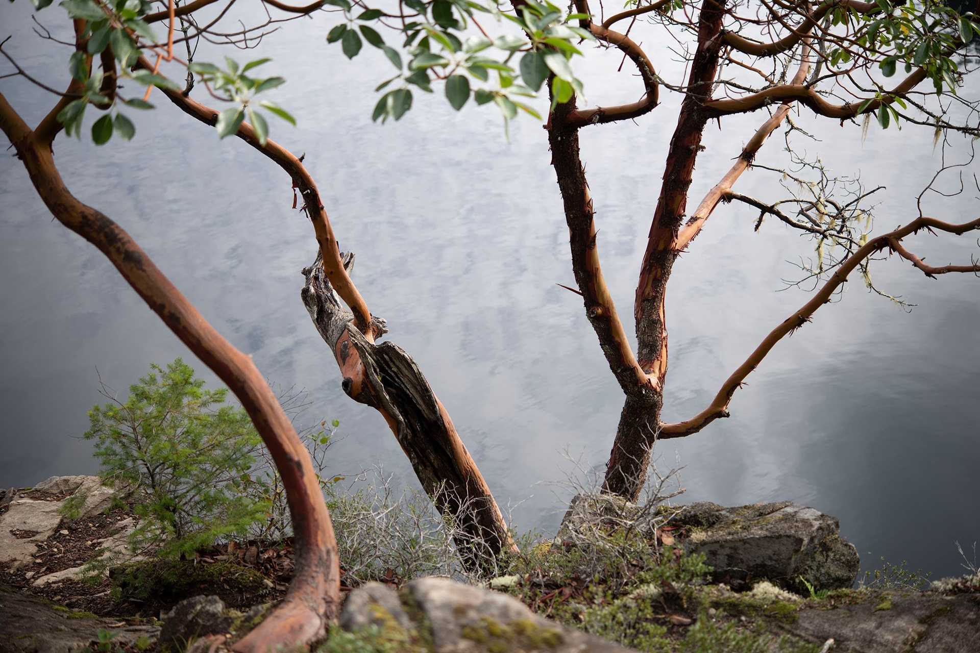 tree branches in front of water