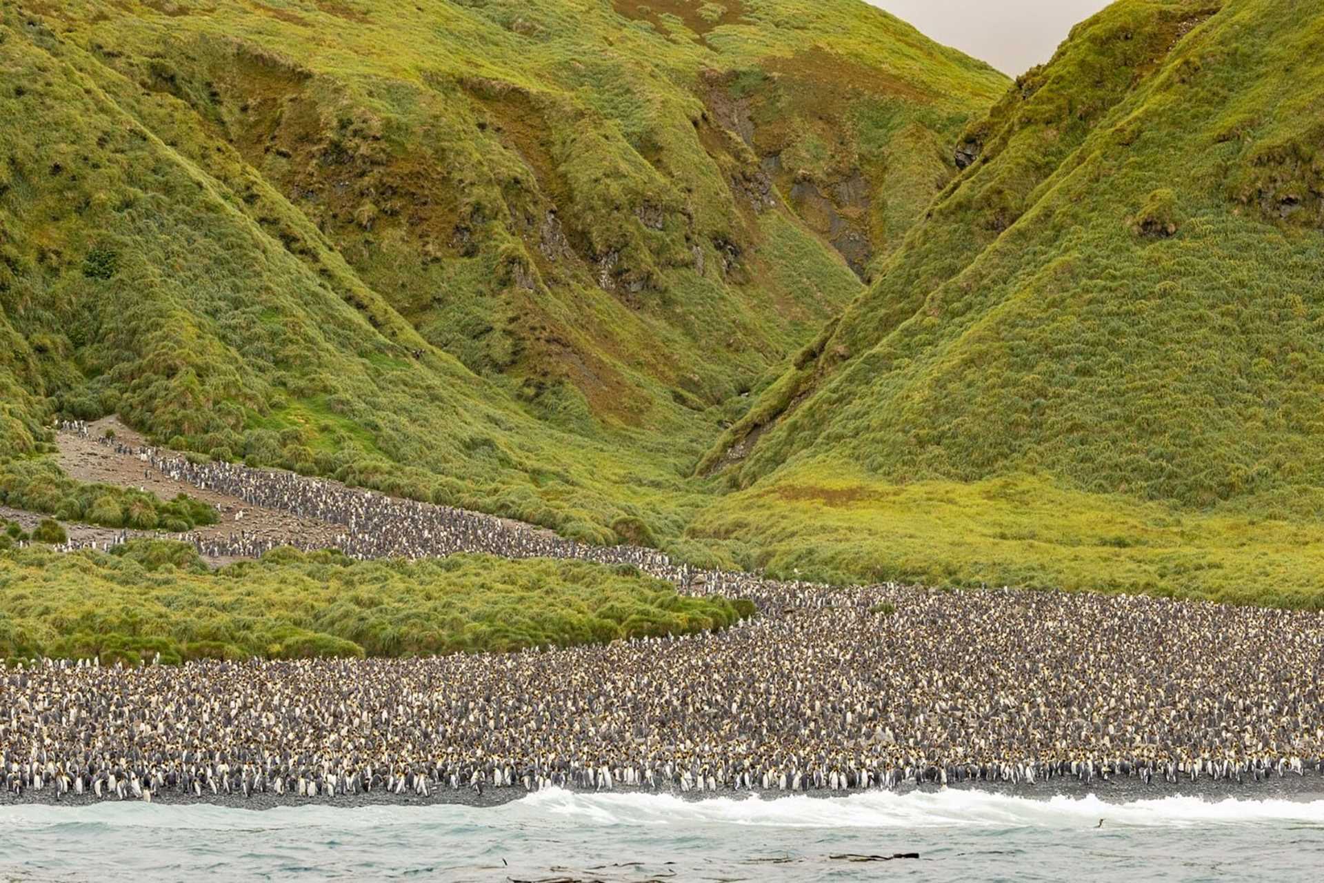 thousands of penguins in front of a green grassy hill