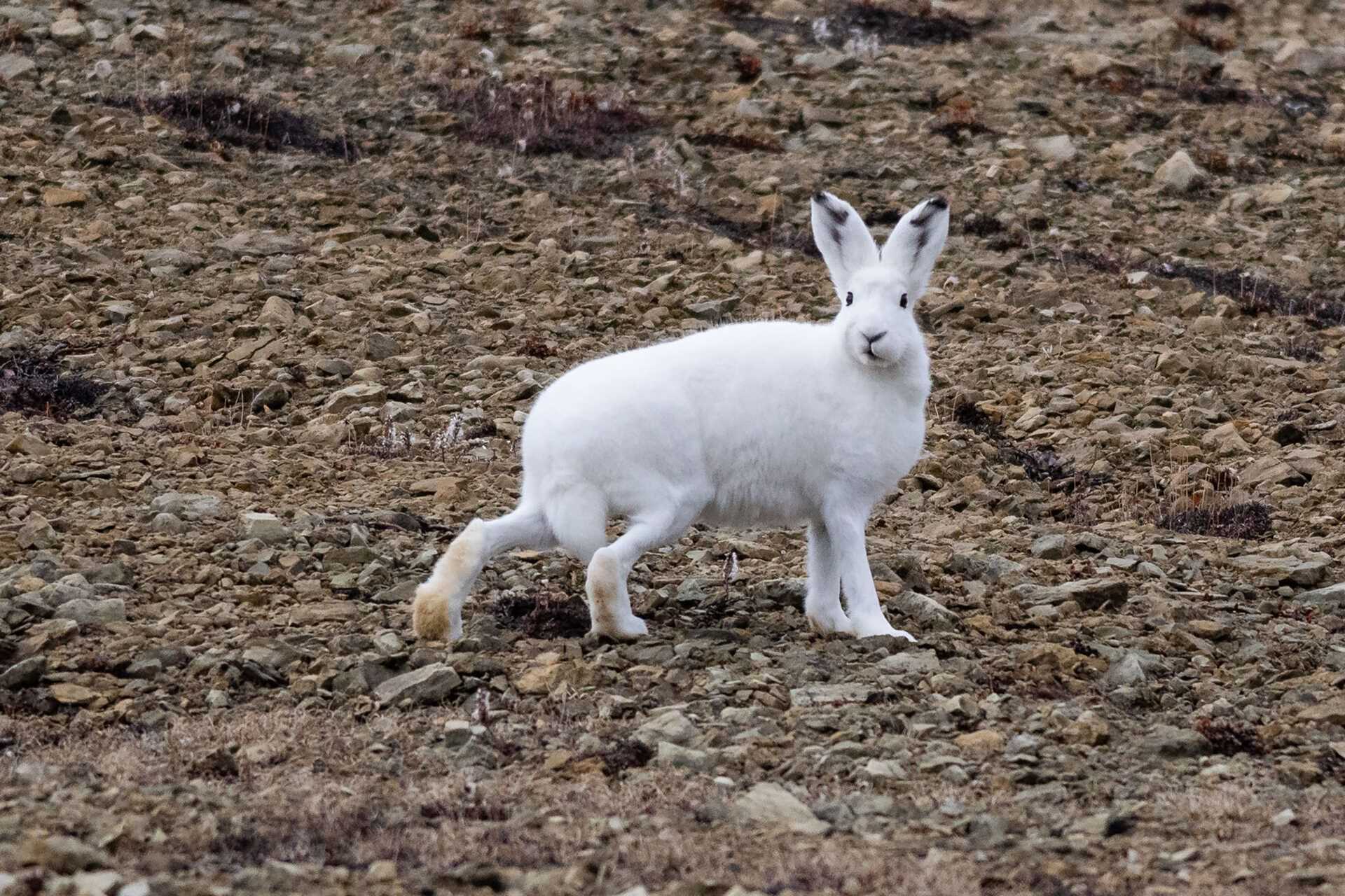 arctic hare