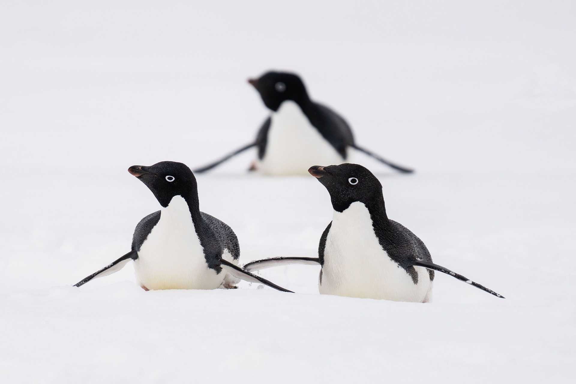 three adelie penguins stacked like a pyramid