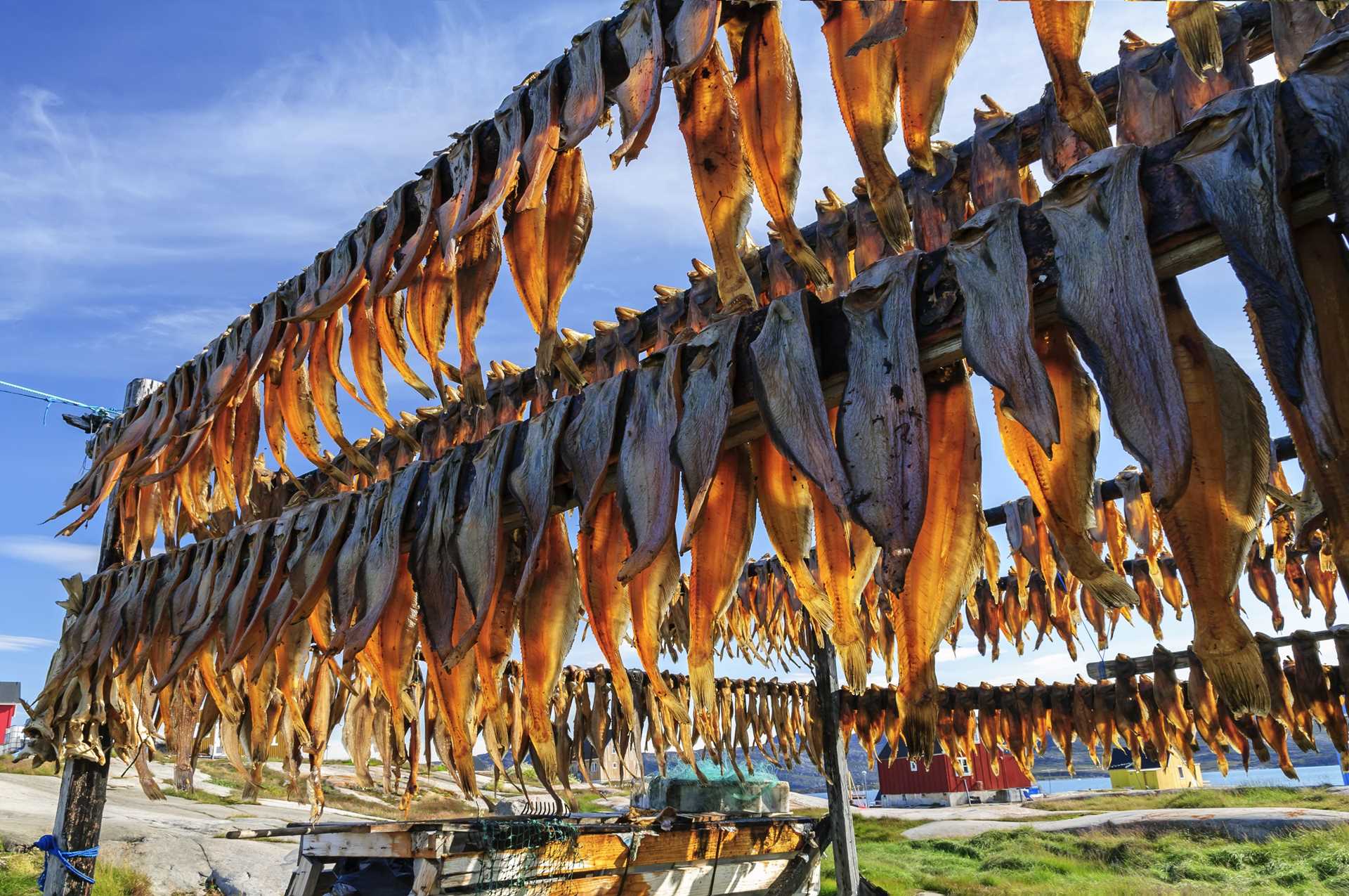 Fish hang on a rack to dry.