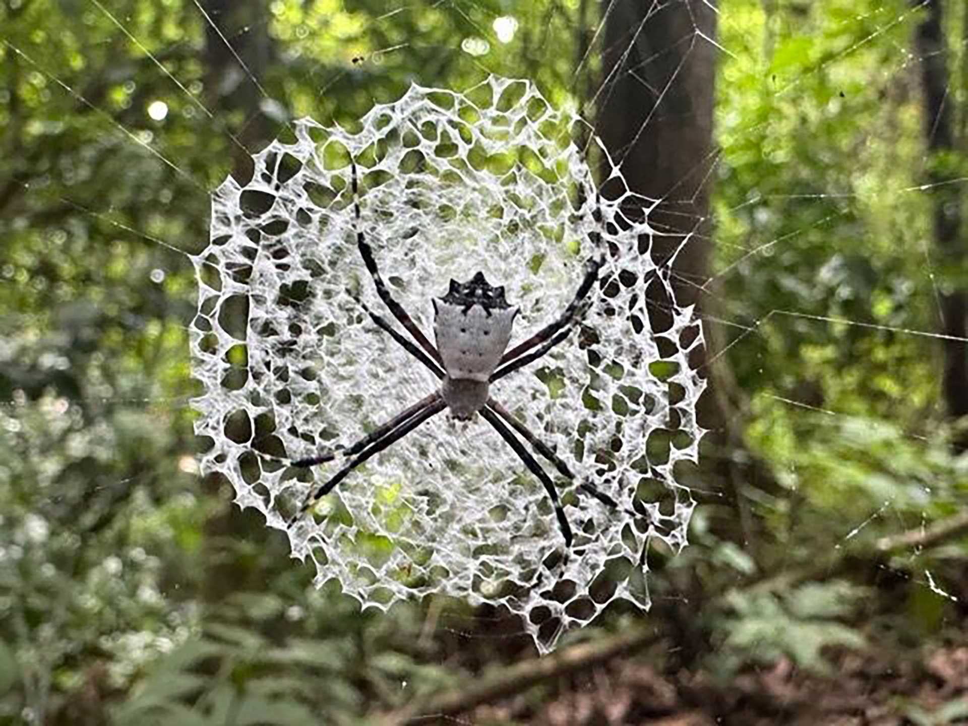 a huge spider in a white web