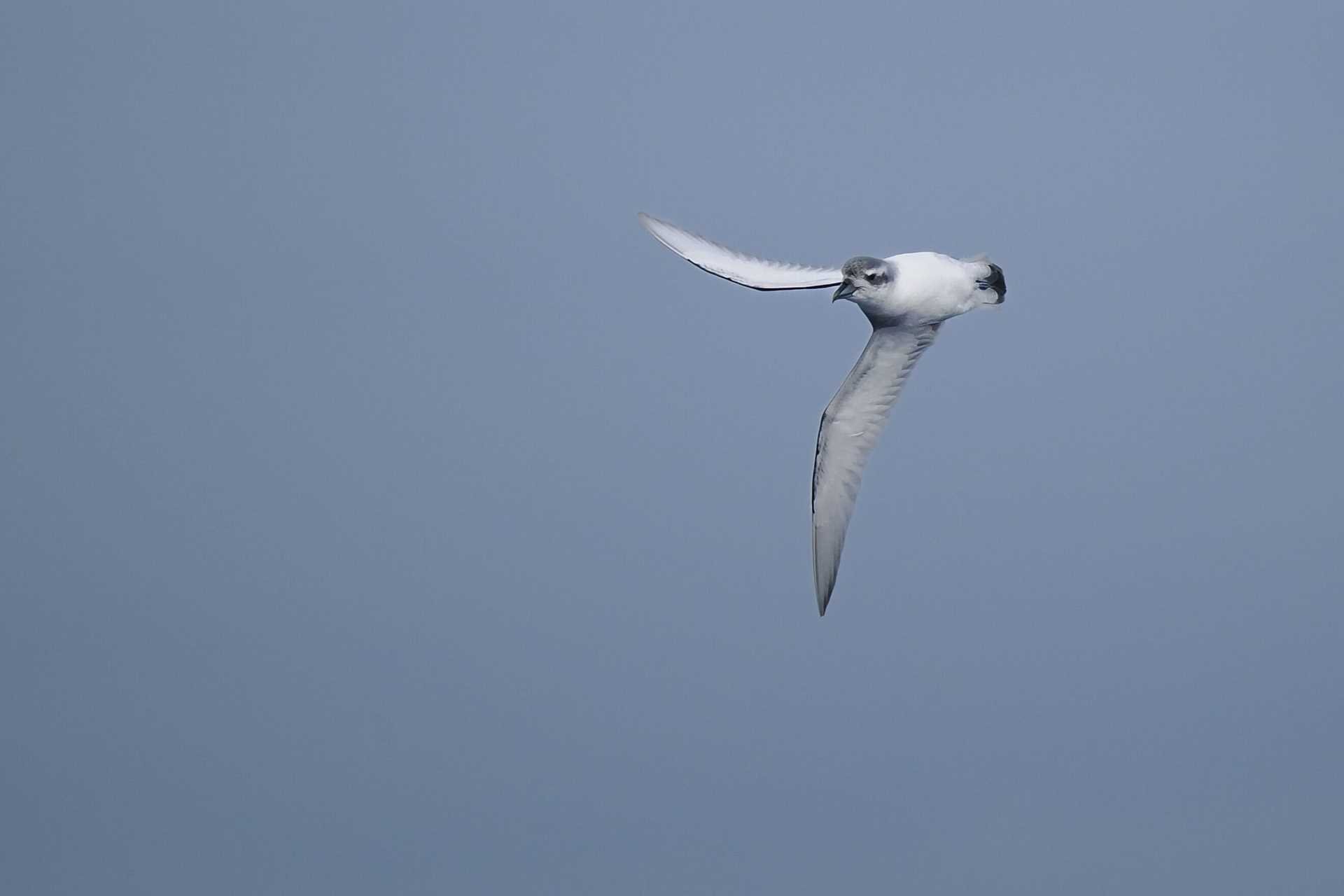 antarctic prion in flight