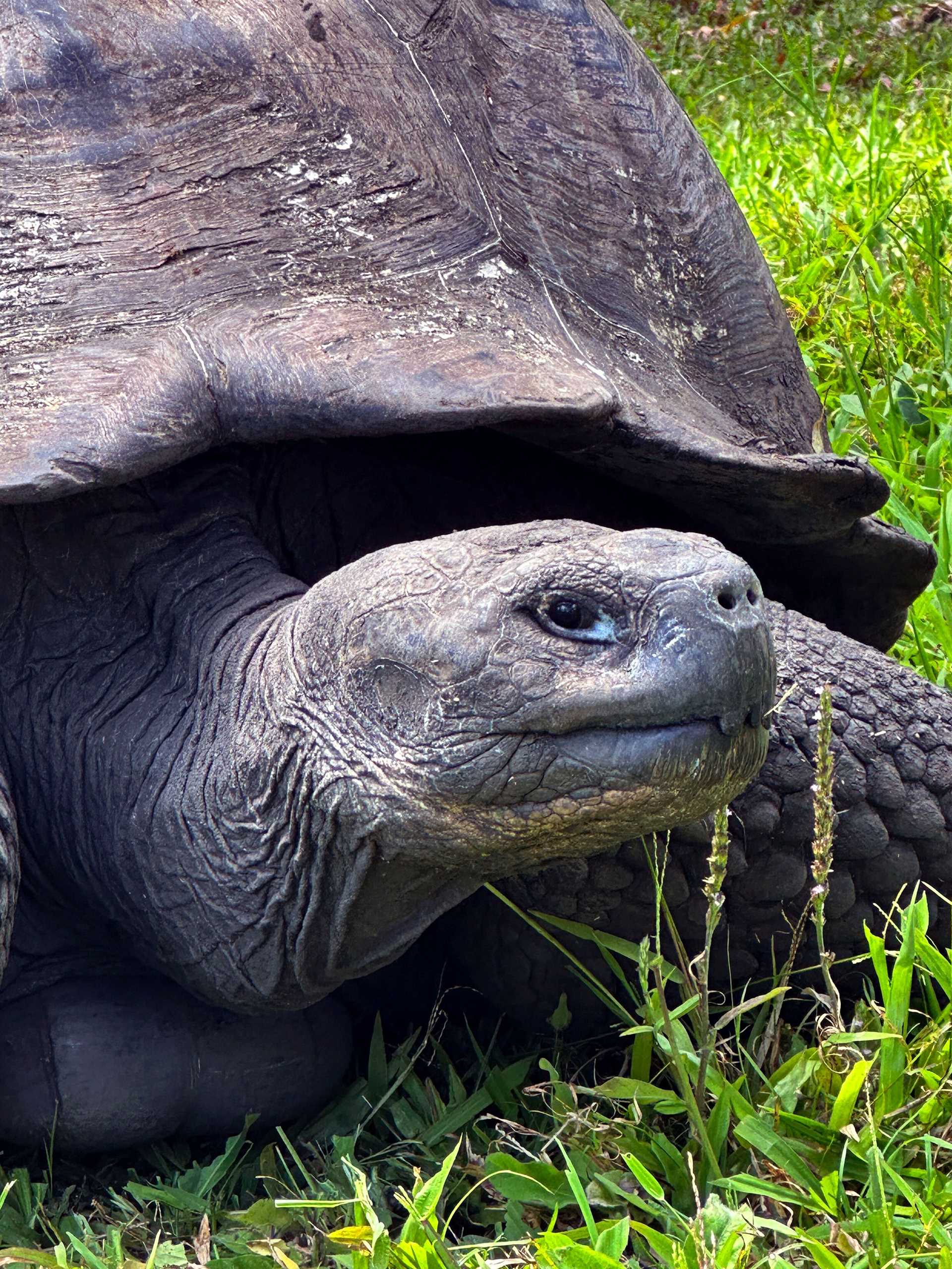 galapagos giant tortoise