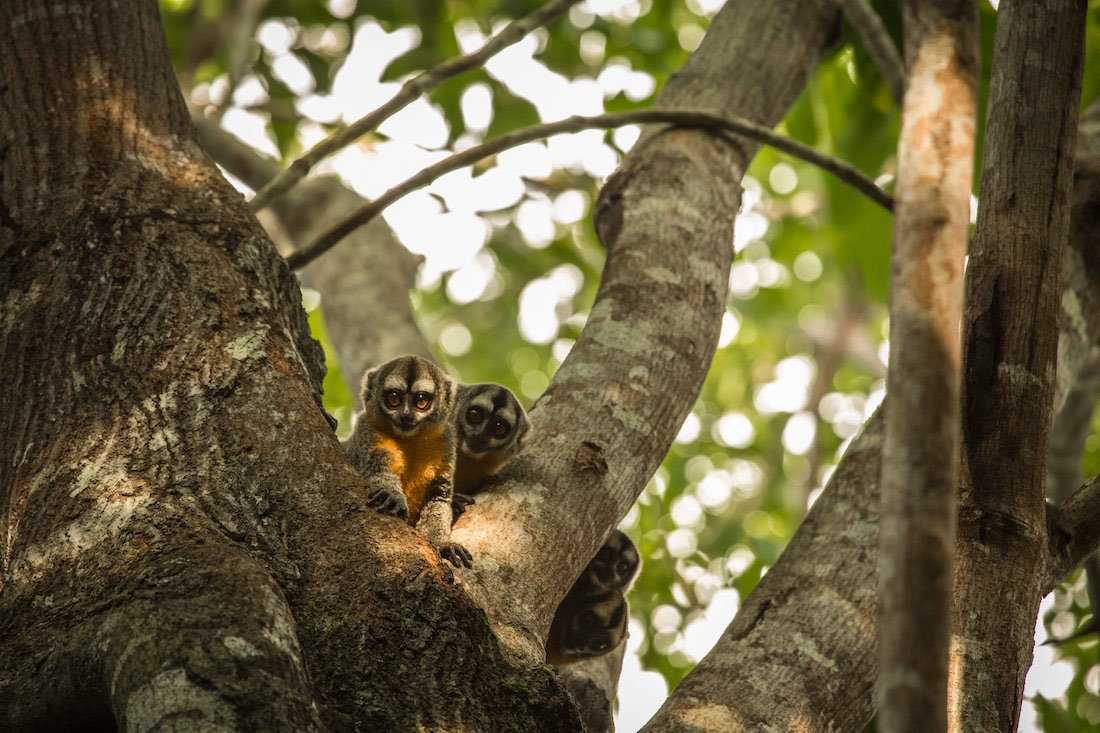 monkeys-in-a-tree-in-the-amazon.jpg