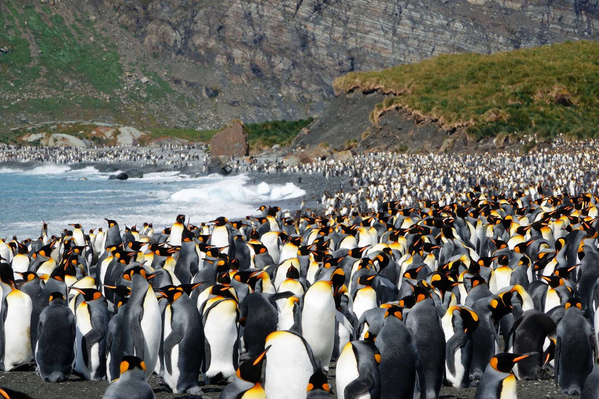 a colony of king penguins on South Georgia Island