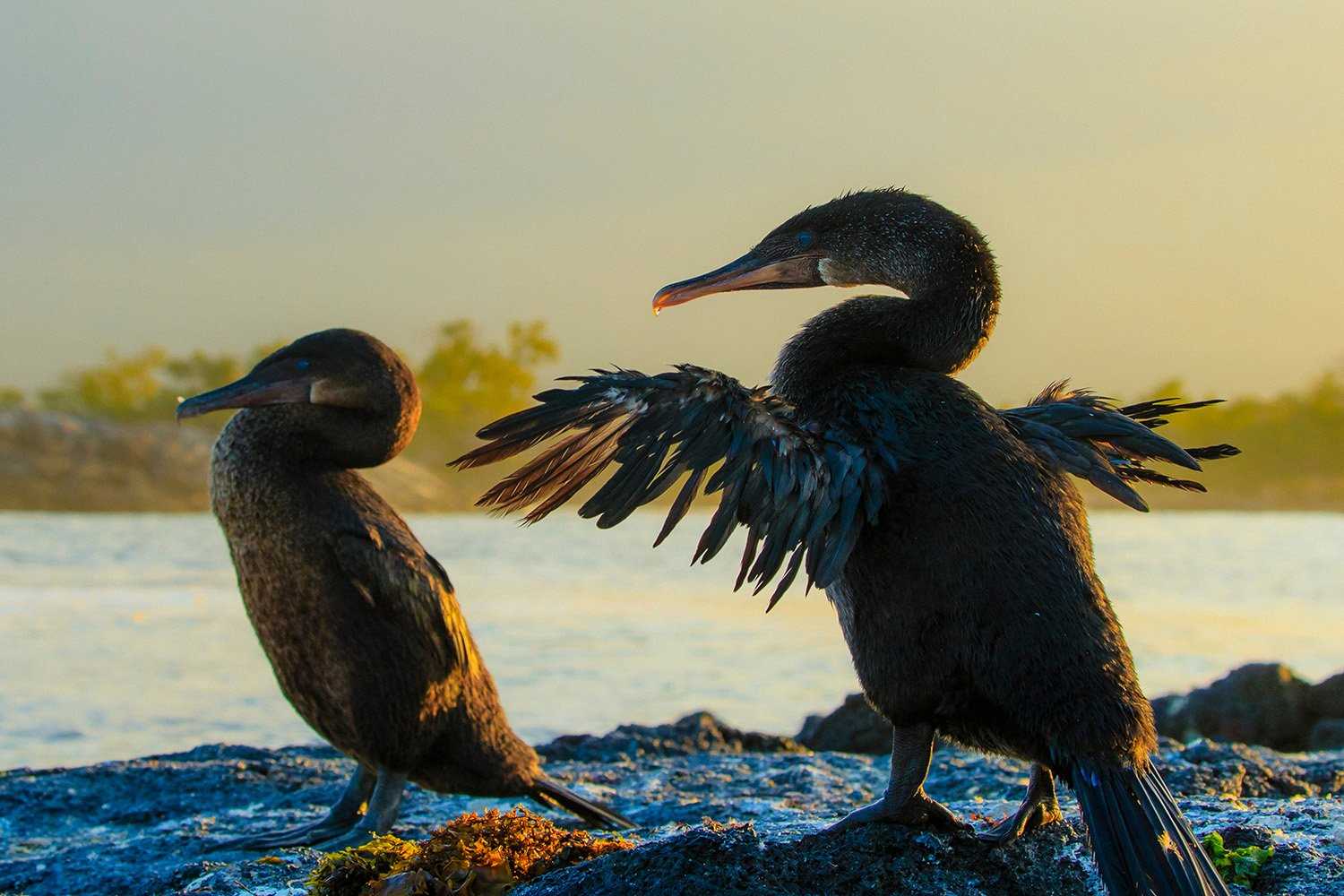 Large RGB-LEX-Ecuador Galapagos Islands GAL16-11413.jpg