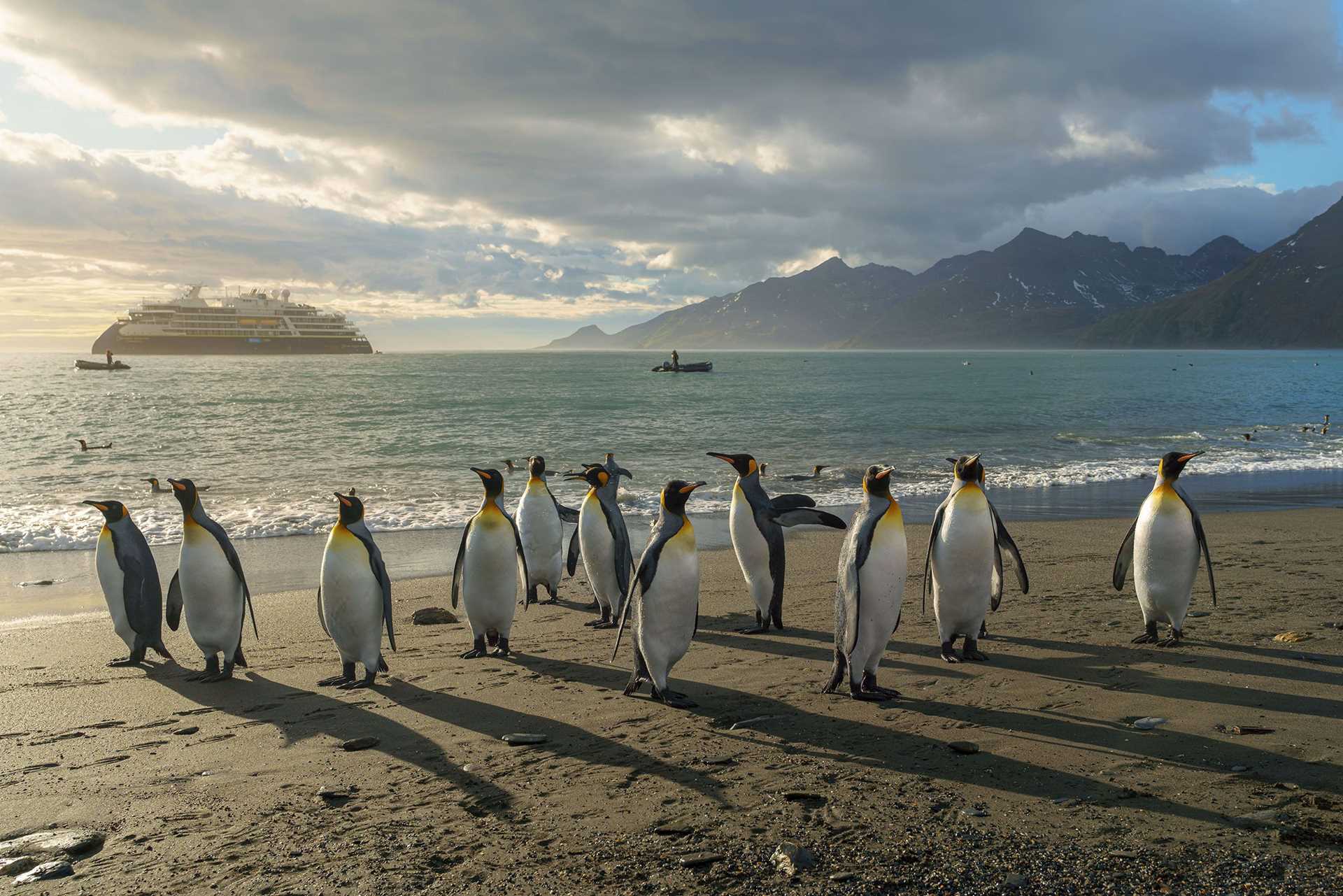 penguins on the beach with a ship in the background