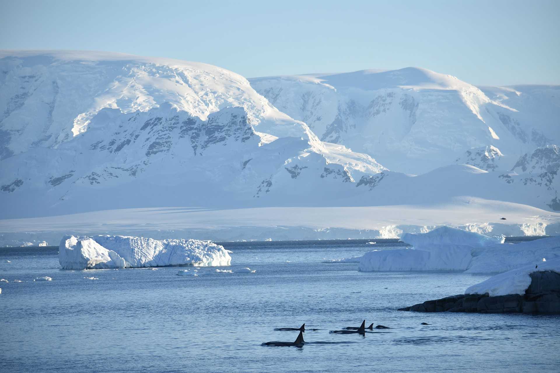 type b orca whales in front of large icebergs