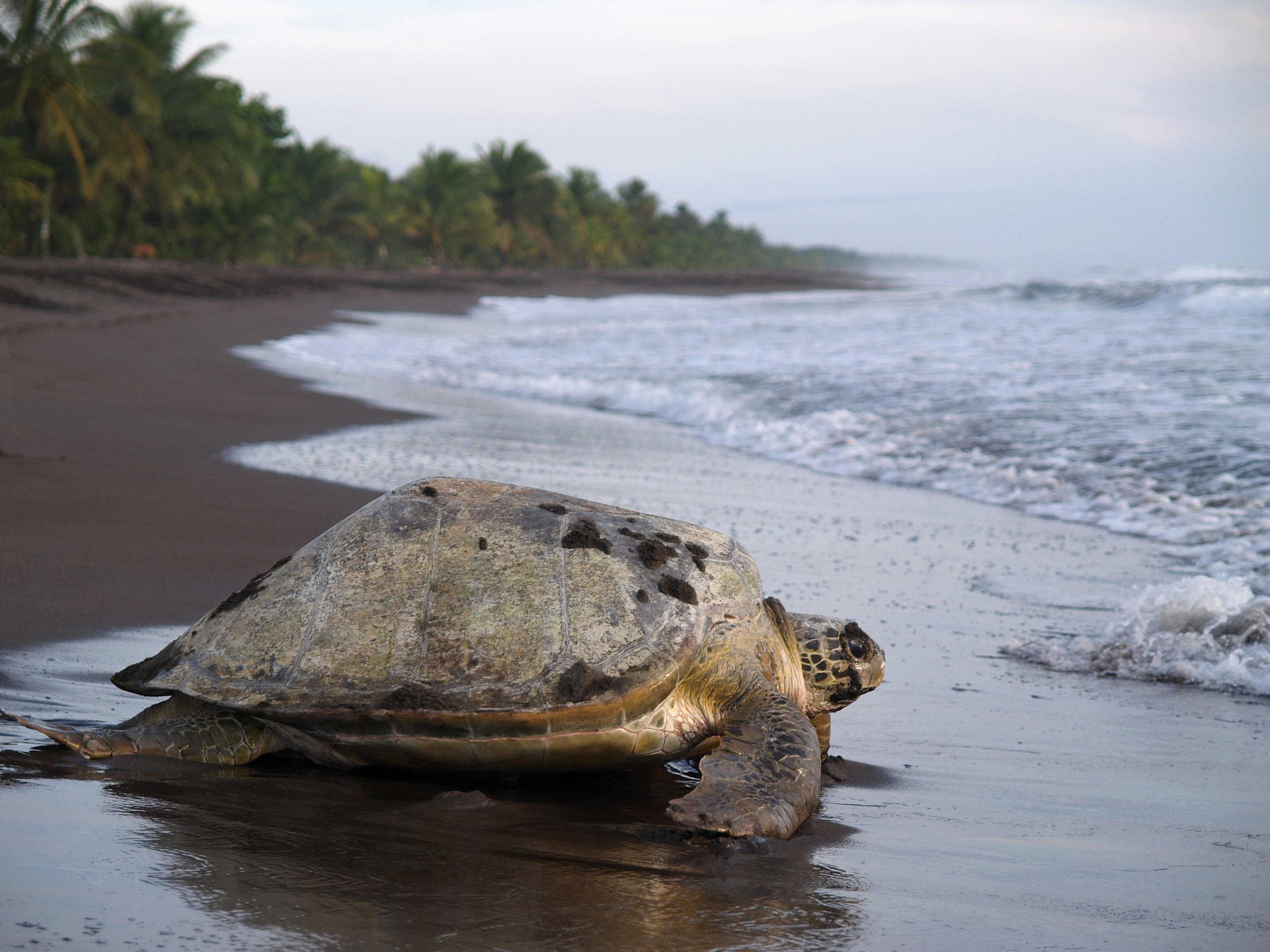 Sea turtle in Tortuguero National Park, Costa Rica