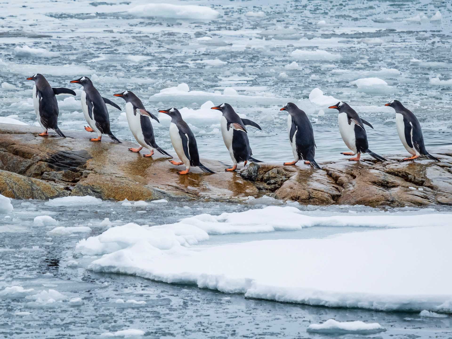 Eight gentoo penguins walk in a line on a rock on Peterman Island.