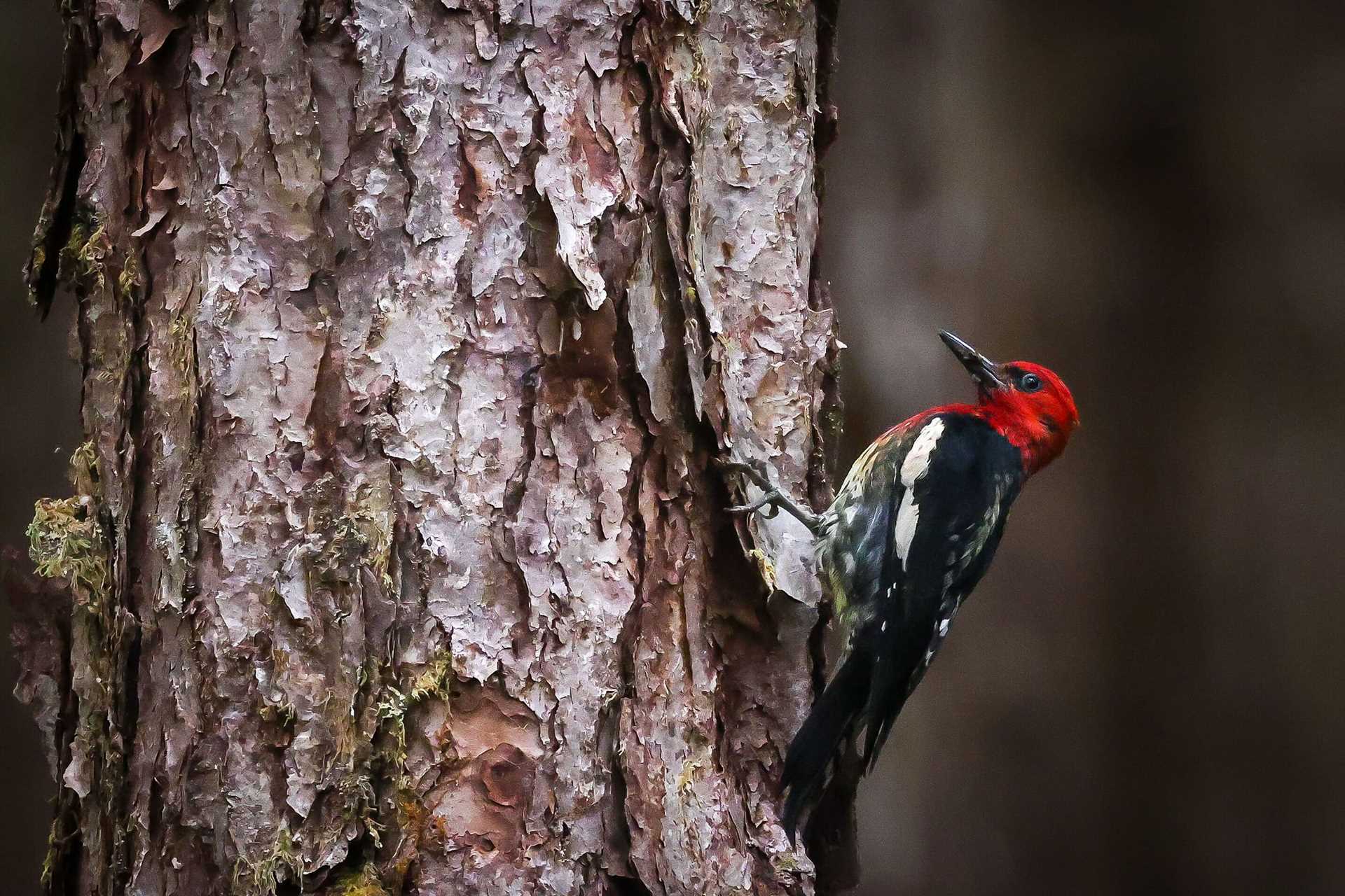 red-breasted sap sucker