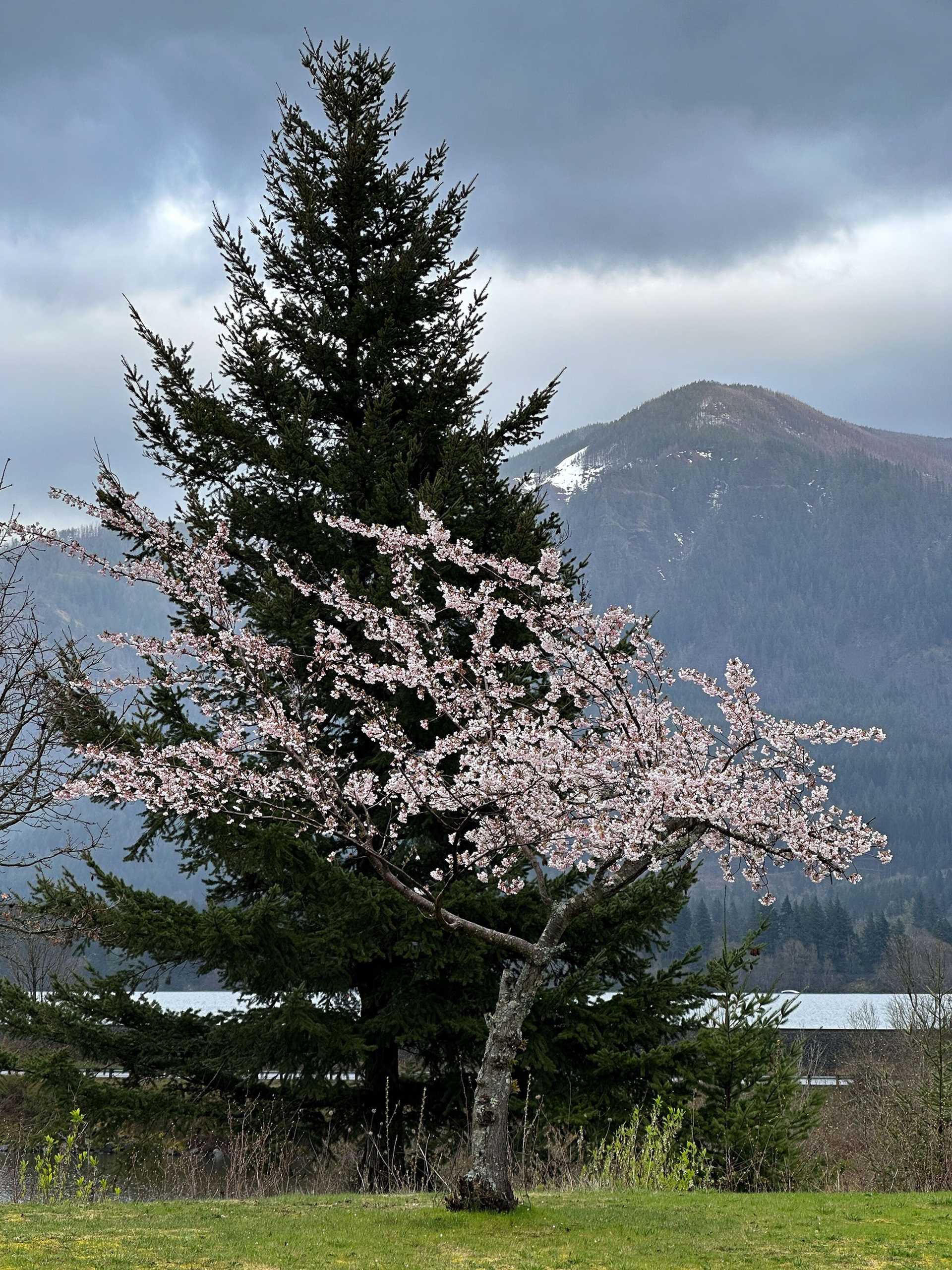 a tree with pink cherry blossoms