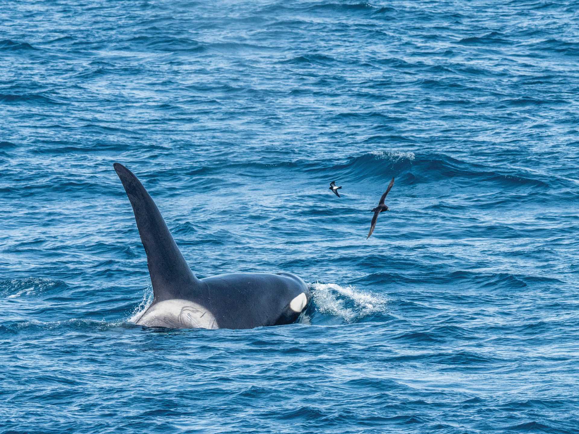 Large RGB-LEX-South Georgia Orca MSN-0320323 (1).jpg