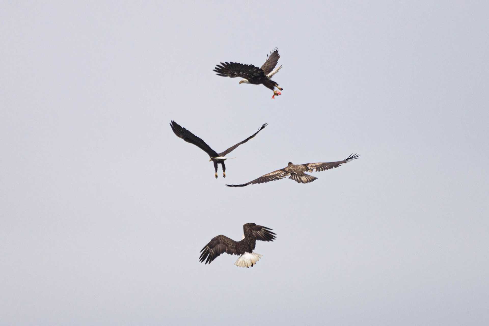 eagles fighting in midair