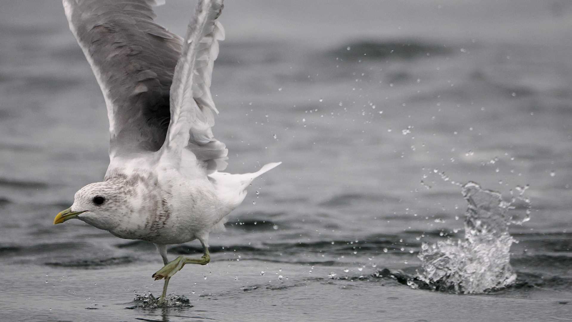 short-billed gull